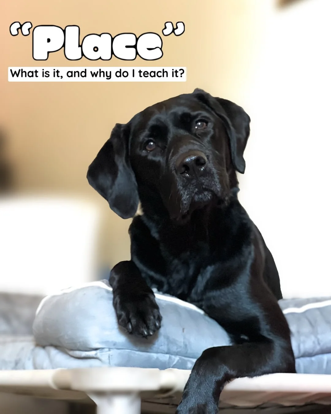 Did you know that you can teach your dog to chill out on command? The place command is a great way to start teaching your dog an &ldquo;off-switch&rdquo;!

If you&rsquo;re interested in signing up for a lesson, message me on the website in my bio or 
