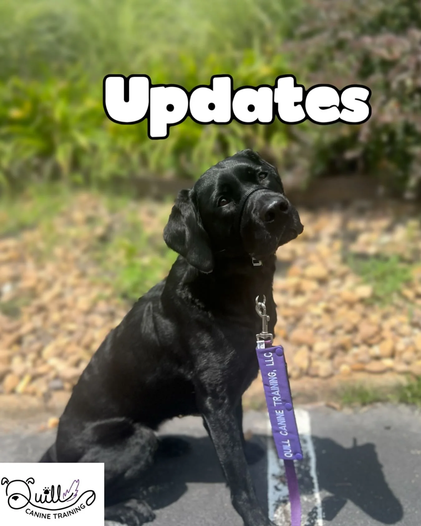 Hi there! Lots of things happening behind the scenes. I&rsquo;m now licensed and insured, equipment has arrived for the mobile confidence building kit, and the site quillcaninetraining.com is officially live!

While the site is pretty bare bones righ