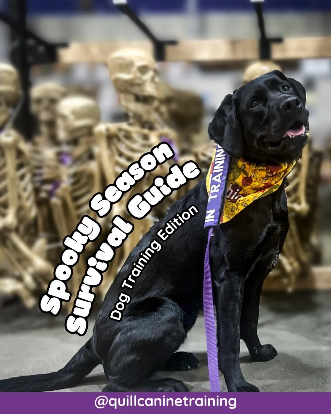 Need more advice? Not sure if your pup is prepared for the approach of October? Schedule a confidence building lesson today!

#rva #dogsofrva #rvadogs #dogtrainer #dogtraining #spookyseason