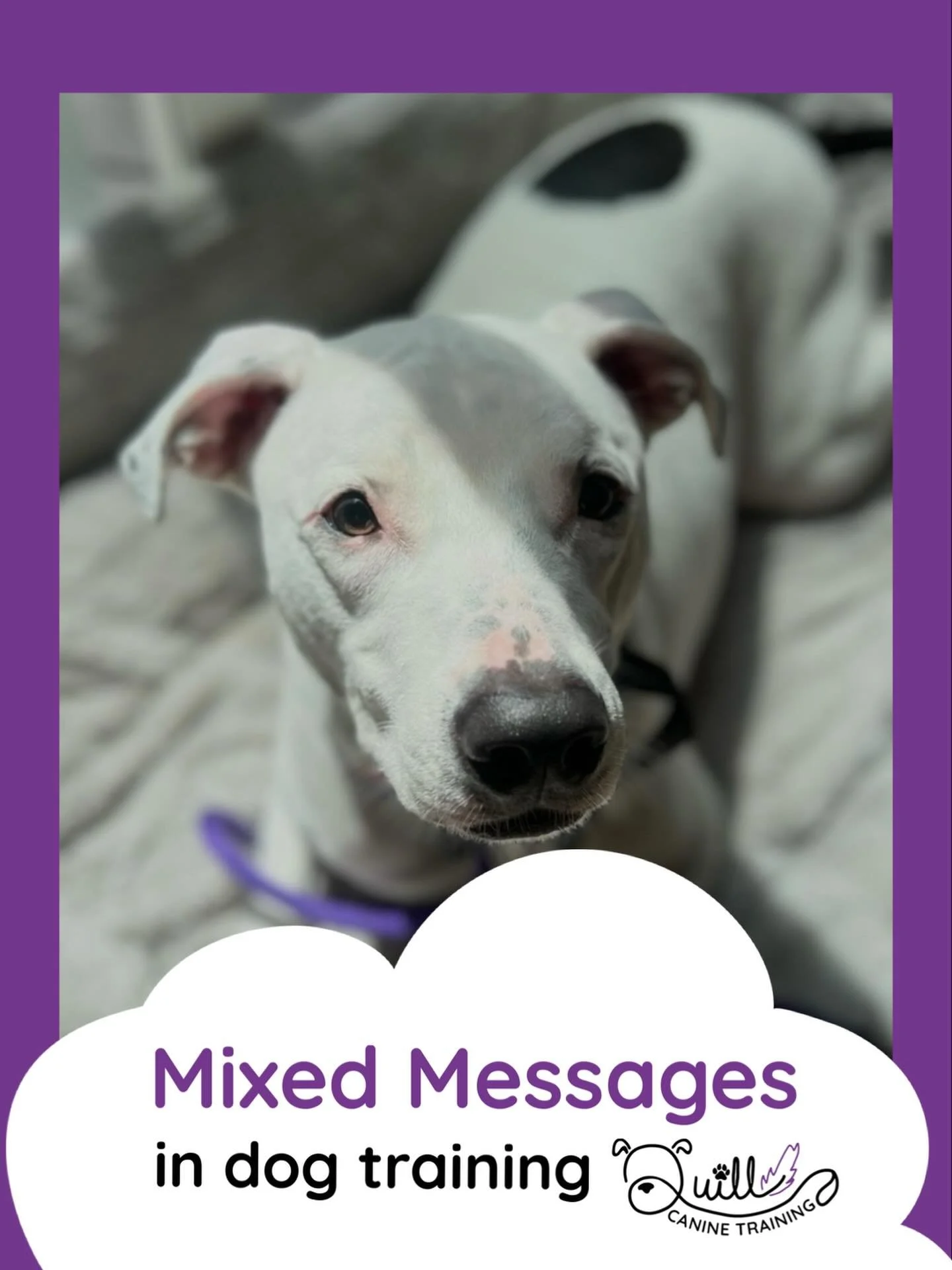 Your dog is always learning, every interaction you have with them is teaching them something. But are you teaching them the right thing, or sending mixed messages?

Here&rsquo;s an example. When your dog jumps up on you and you tell them sweetly &ldq