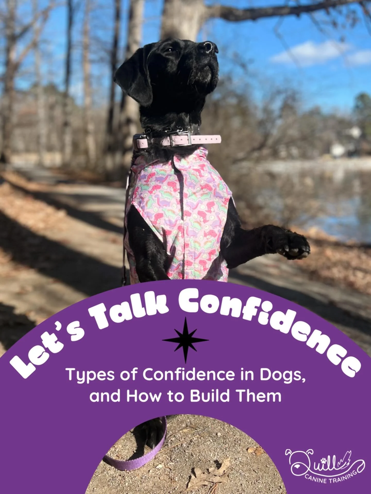 When talking about confidence building with my clients, I often split it into two categories: environmental confidence and social confidence. But what are they, and how do you build them?

-

Environmental confidence is your dog&rsquo;s ability to re