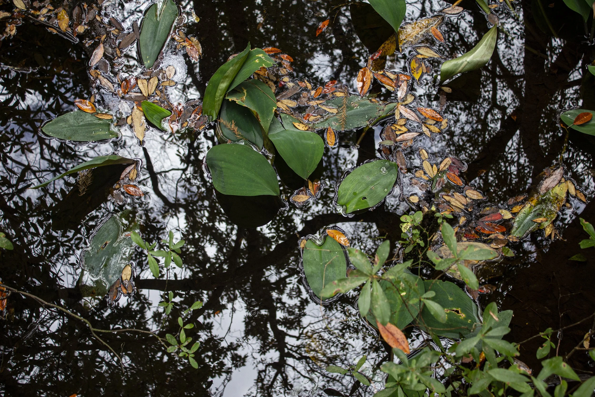 Published. C'Vault Magazine: Everything Nature Table Book and Blackwater Review: A Journal of Literature and Art/2023