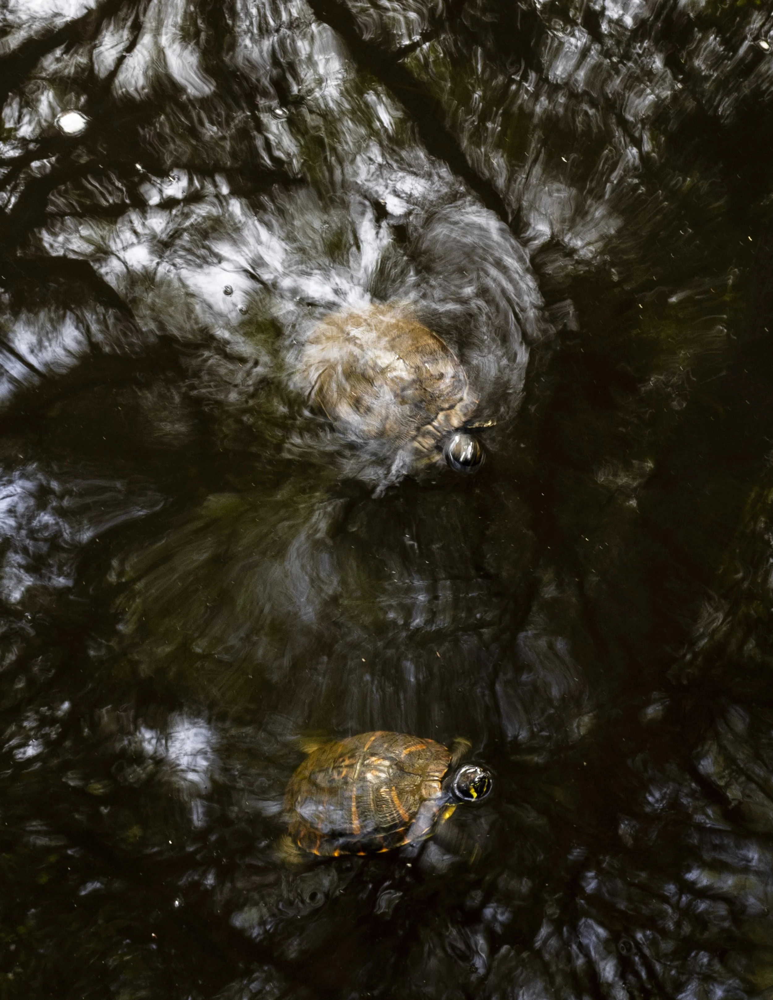 Published. C'Vault Magazine. Everything Nature Table Book