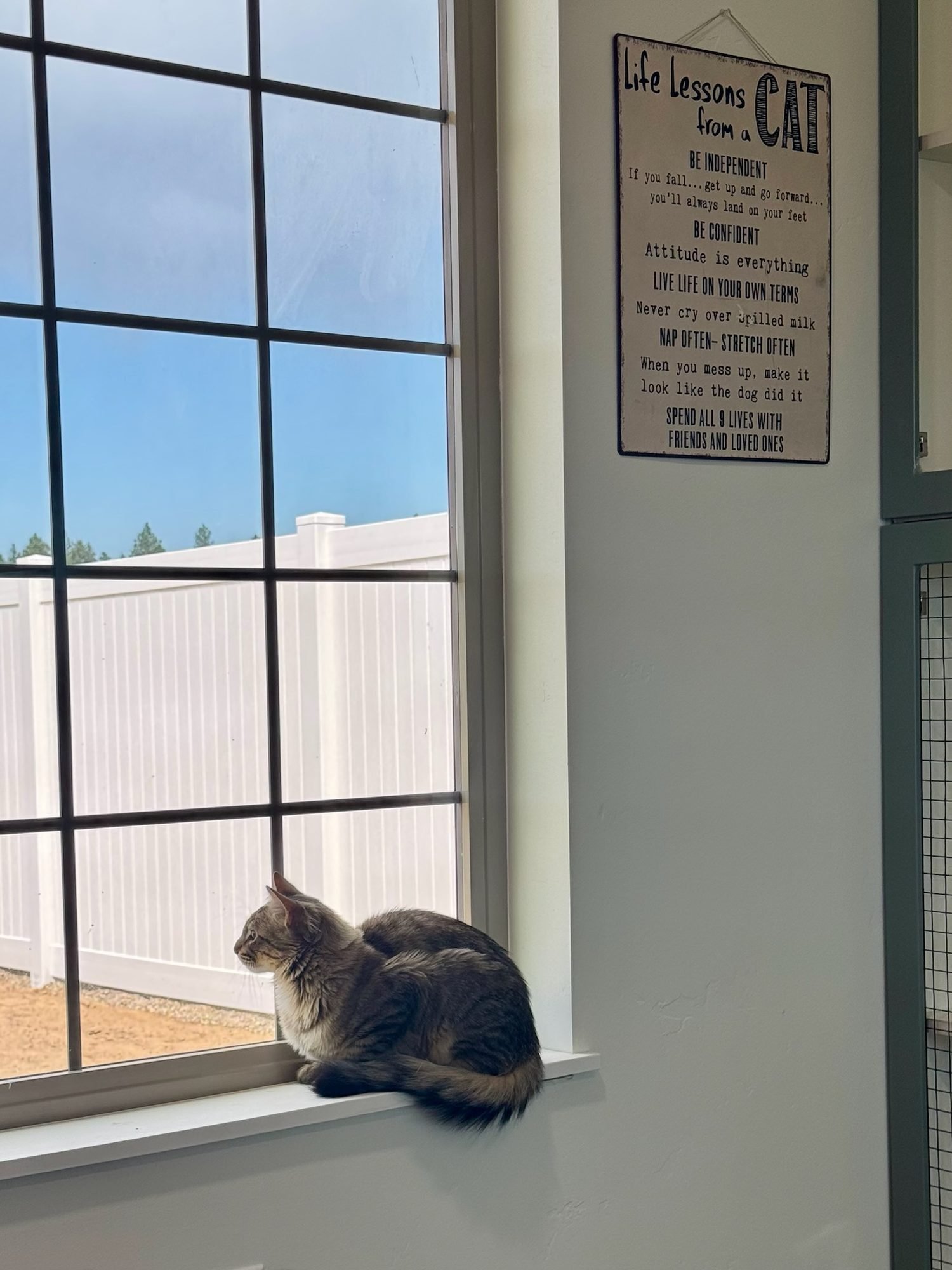 Gray tabby cat on a windowsill in the cat room