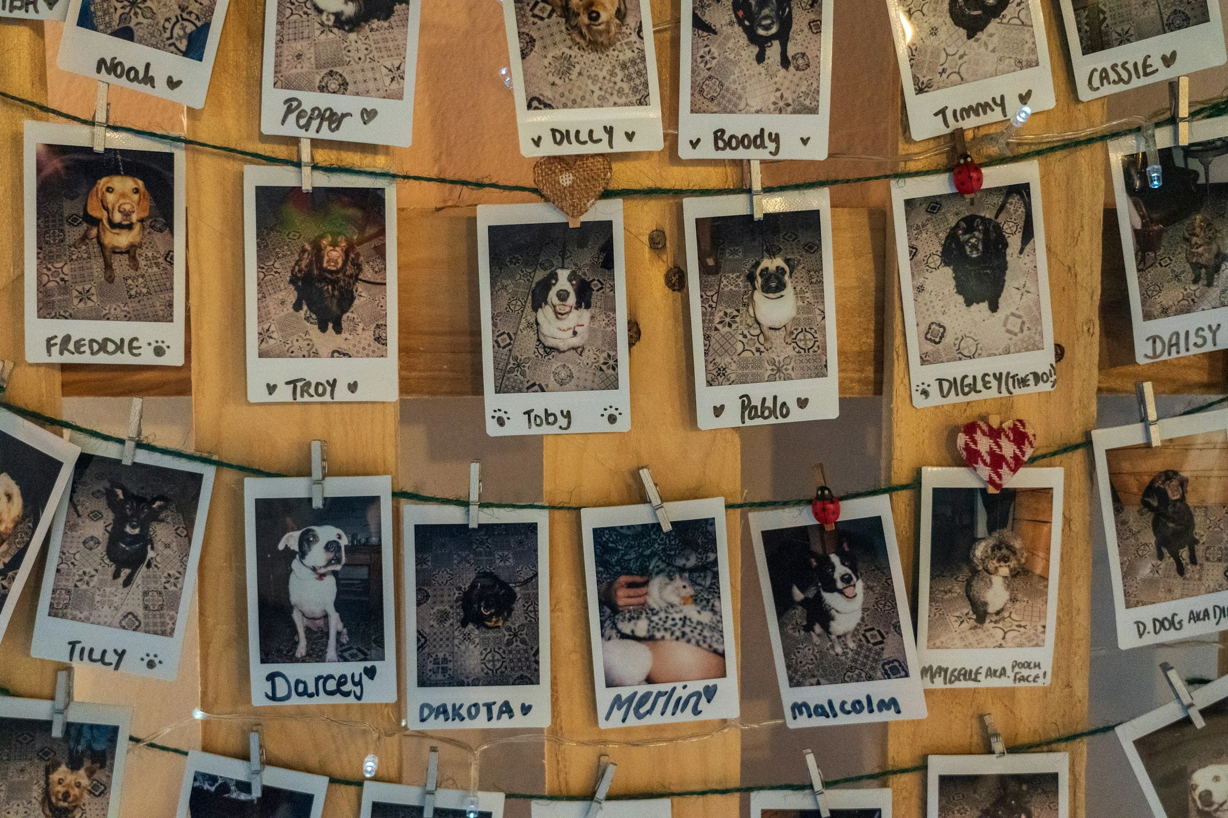 Picture of dogs boarded at creekside in elk, wa