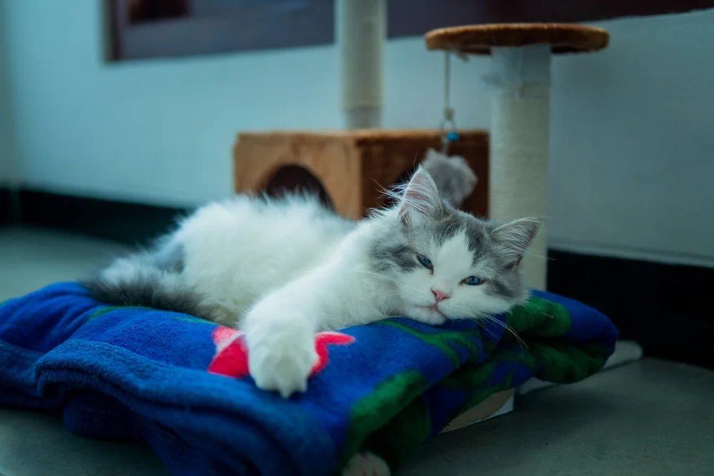 Cat relaxing on a blanket in a private cat condo