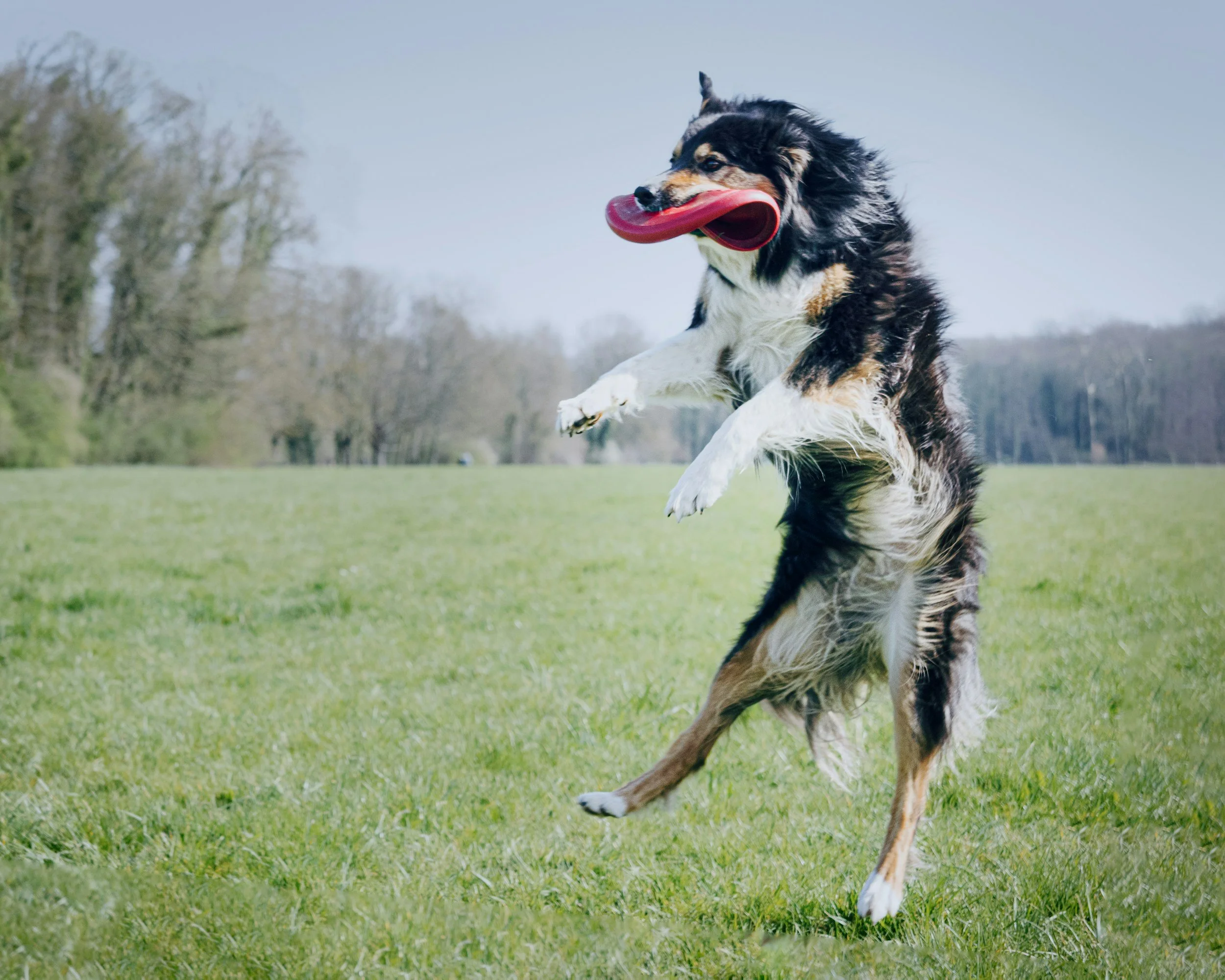 Dog catching frisbee at Creekside Pet Lodge near Spokane WA in a spacious outdoor play yard