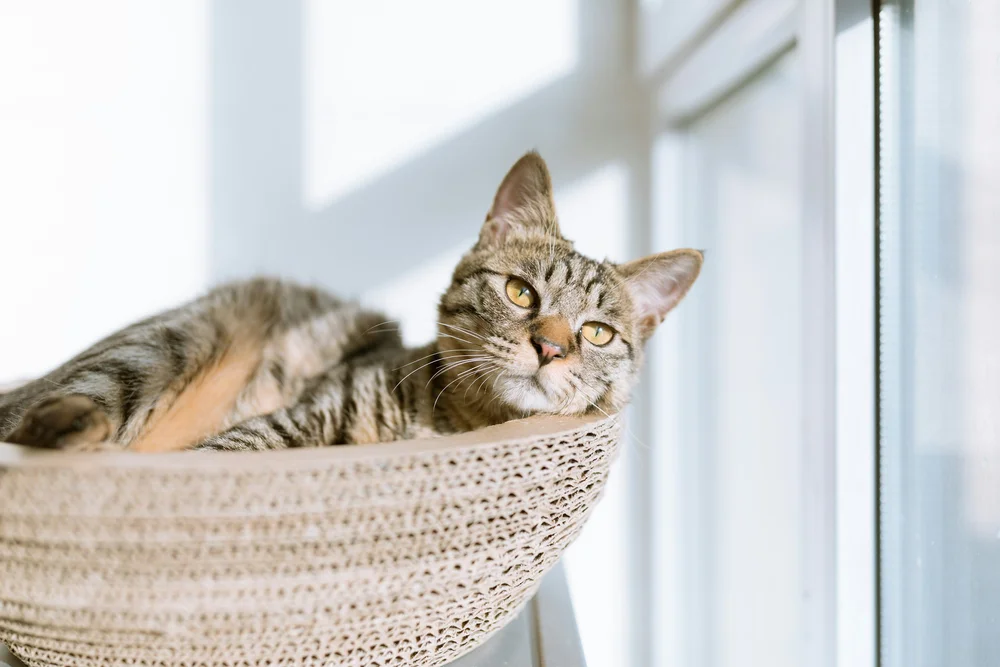 Cat lounging by a window at Creekside Pet Lodge