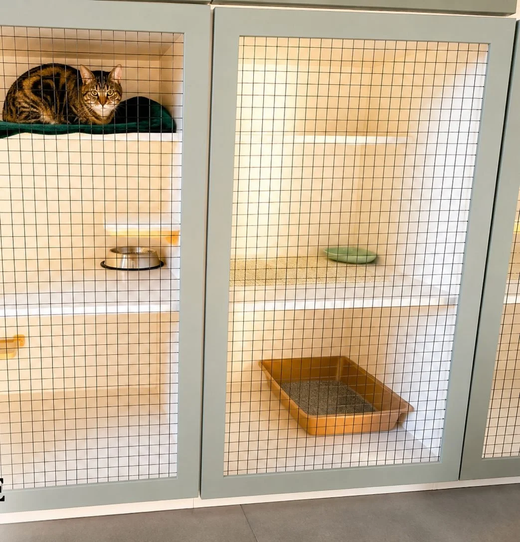 Private cat condos at Creekside Pet Lodge, with a cat resting on the top shelf