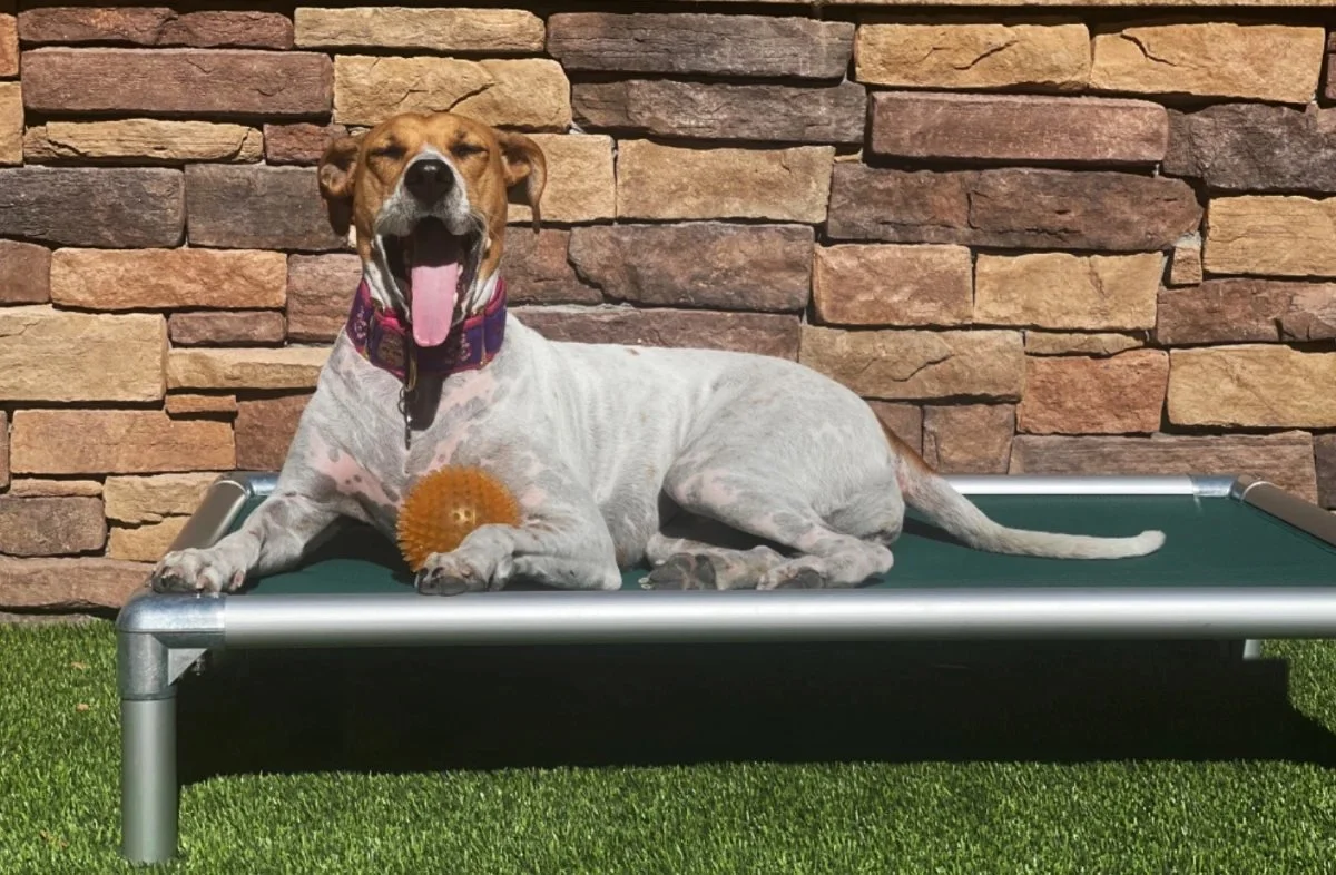 Dog resting on an elevated Kuranda dog bed