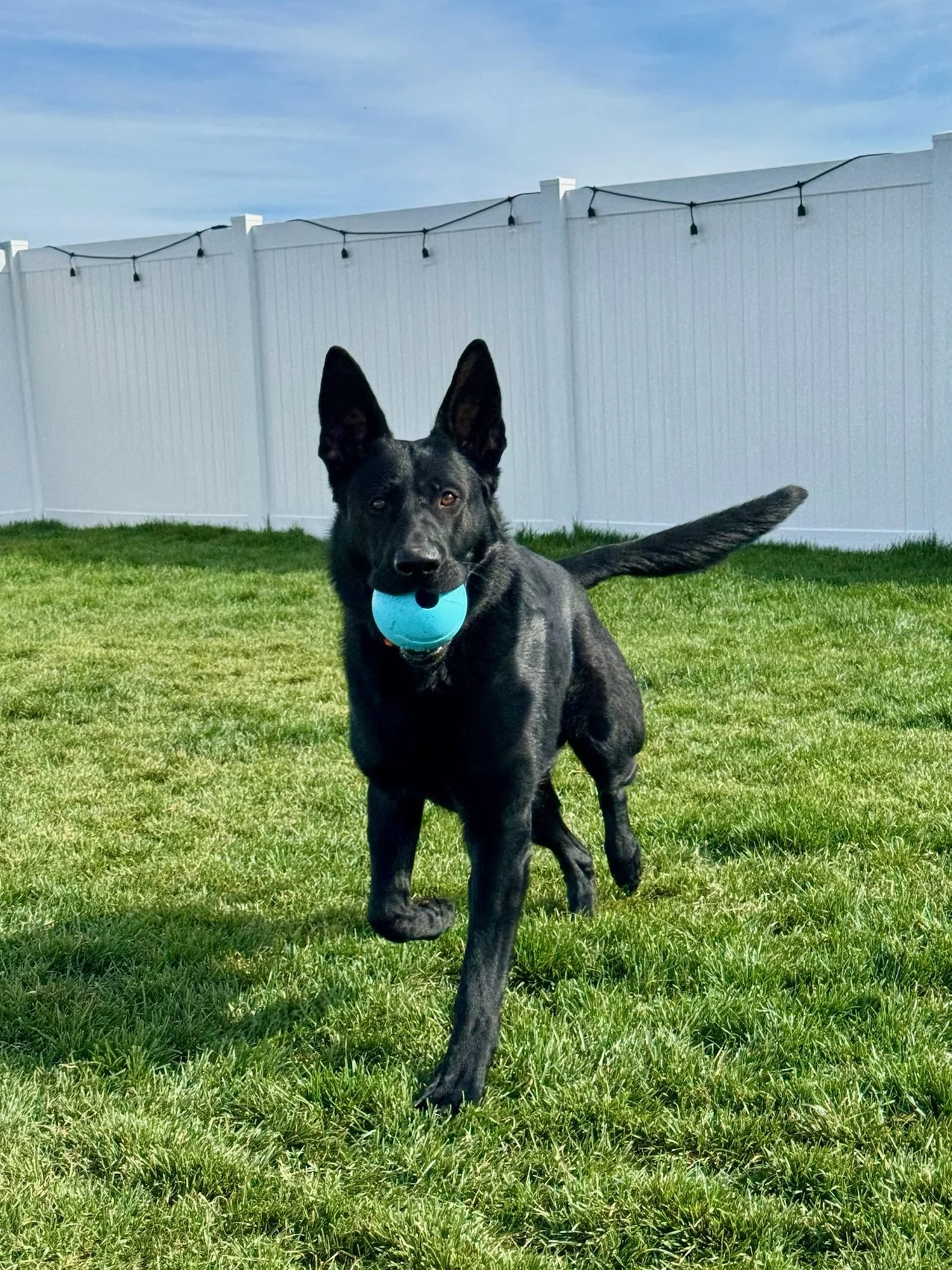 Black German Shepherd carrying a ball in the play yard