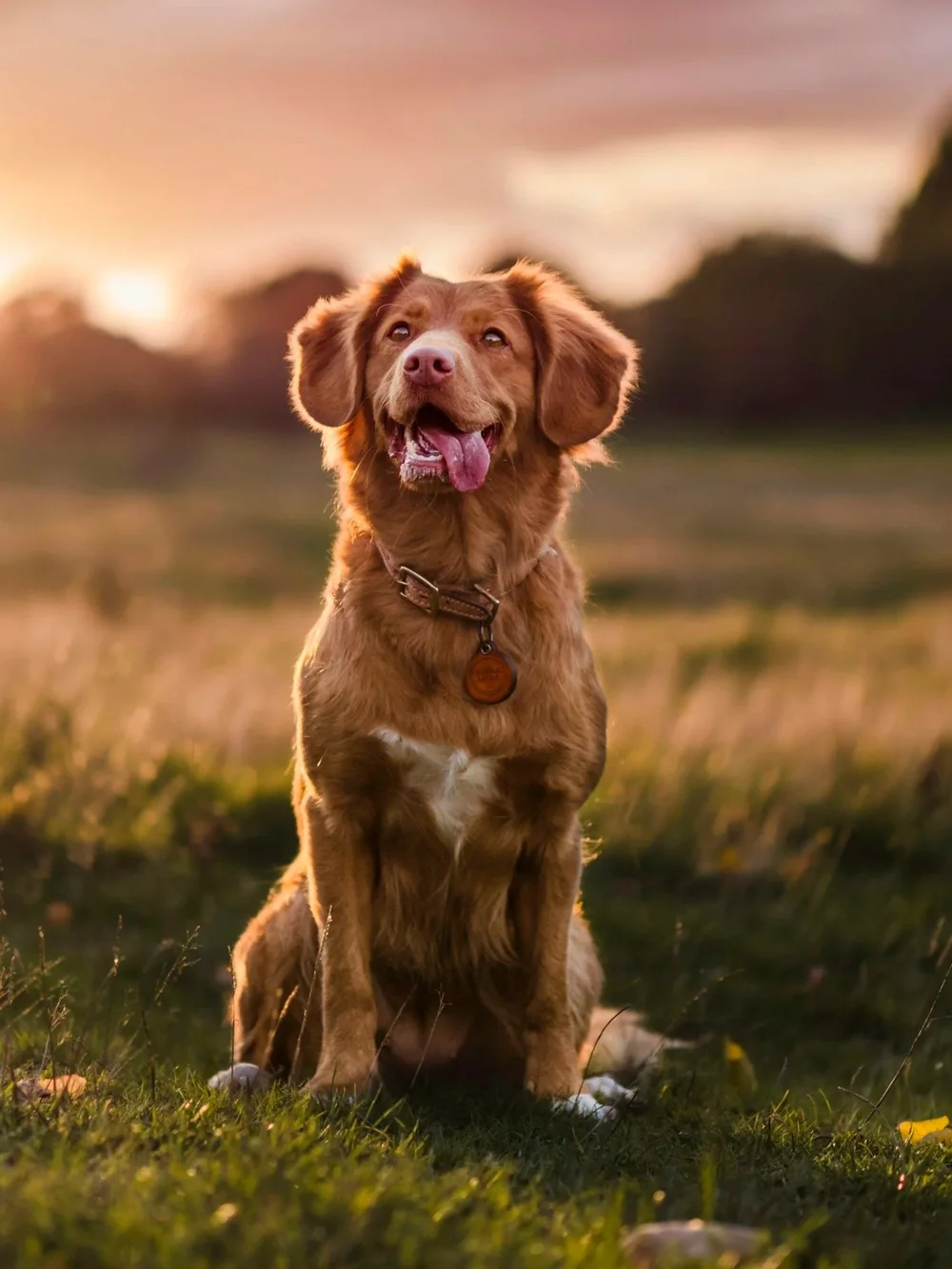 Dog sitting in a field at sunset