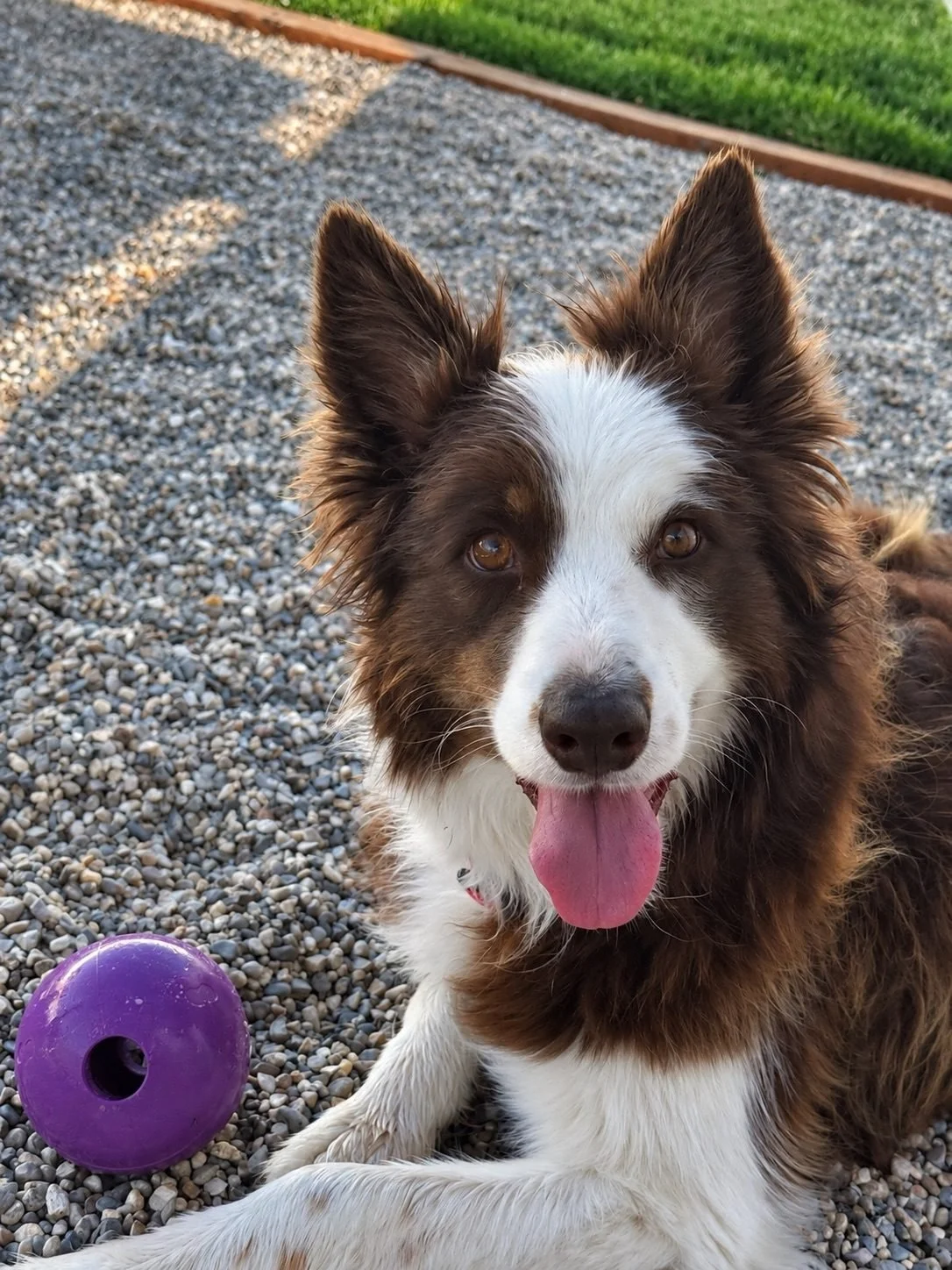 Border collie with a toy ball in the play yard at Creekside Pet Lodge