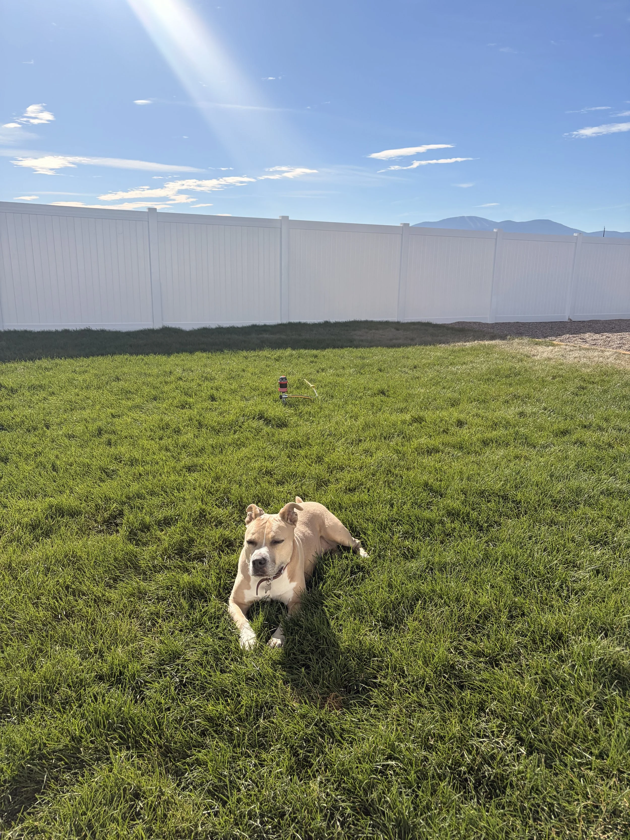 Small dog in the fenced outdoor play yard