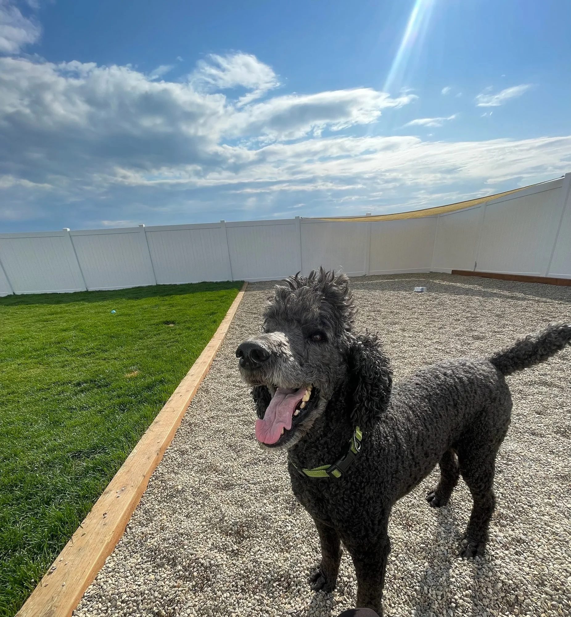 Poodle in the gravel play yard under a blue sky at Creekside Pet Lodge