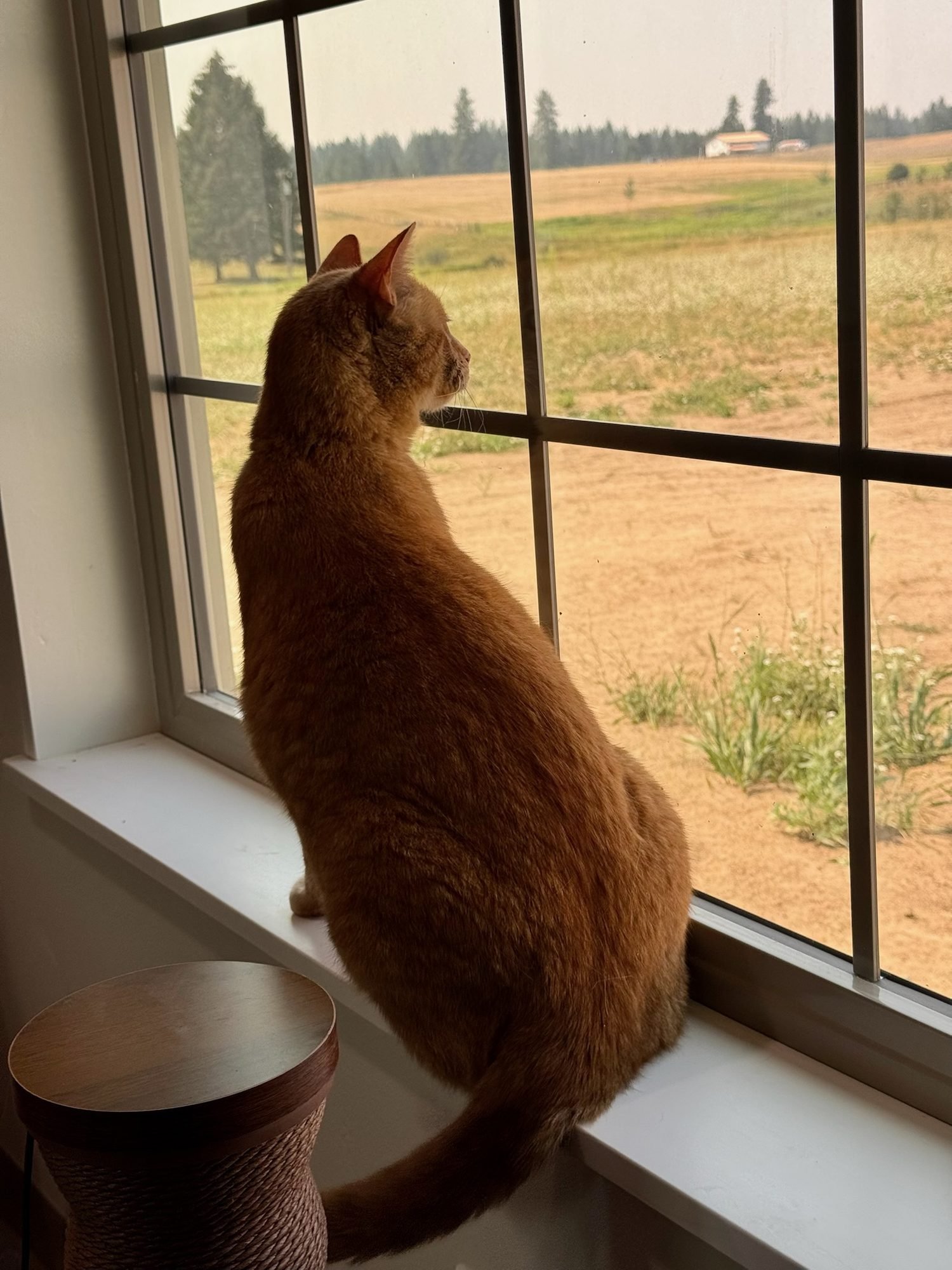 Orange cat looking out the window in the cat room