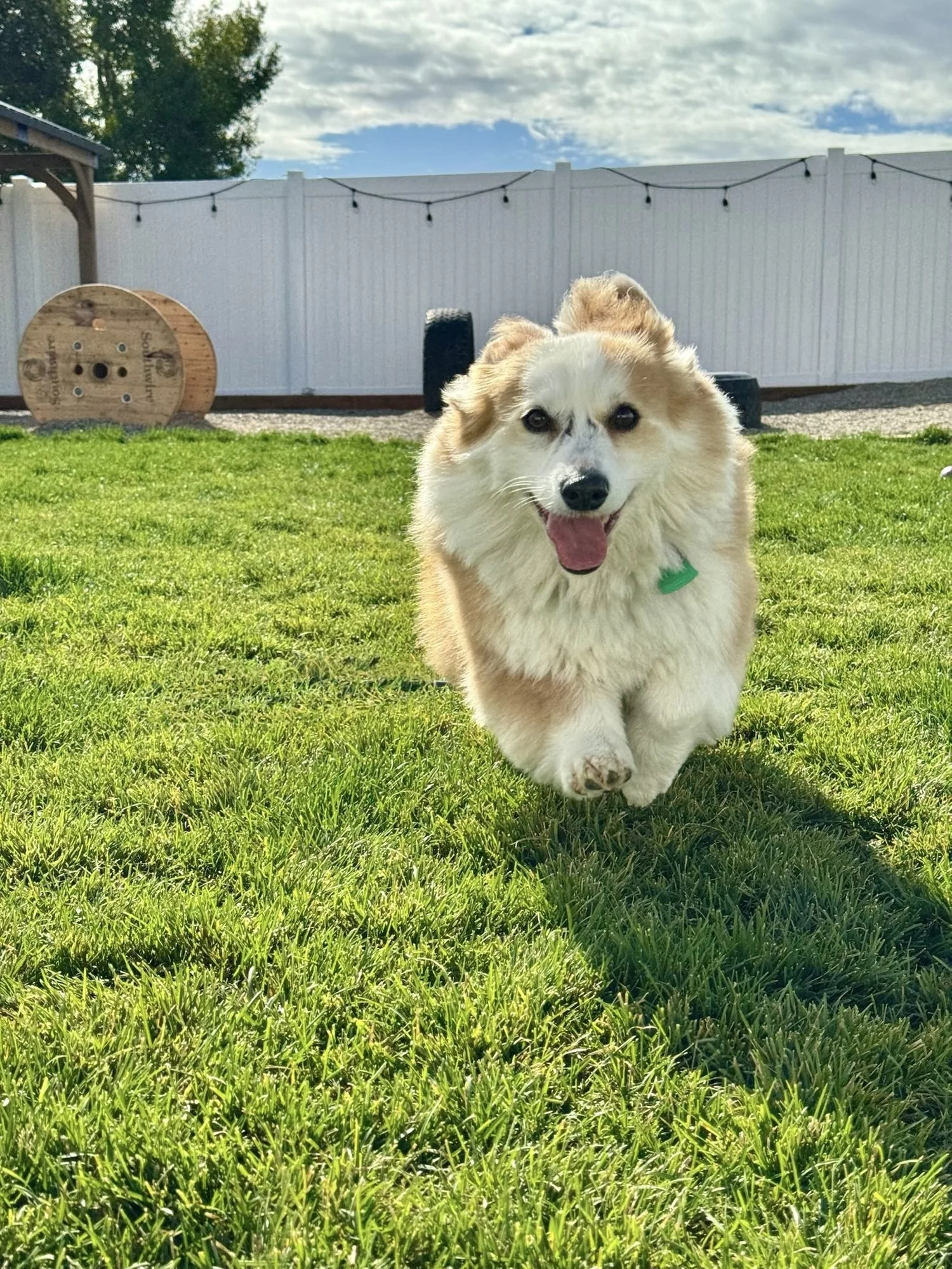 Fluffy dog running across the grass play yard