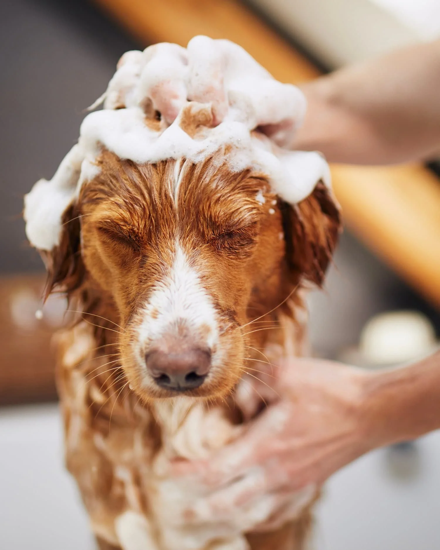 Dog with its eyes closed being shampooed during a bath