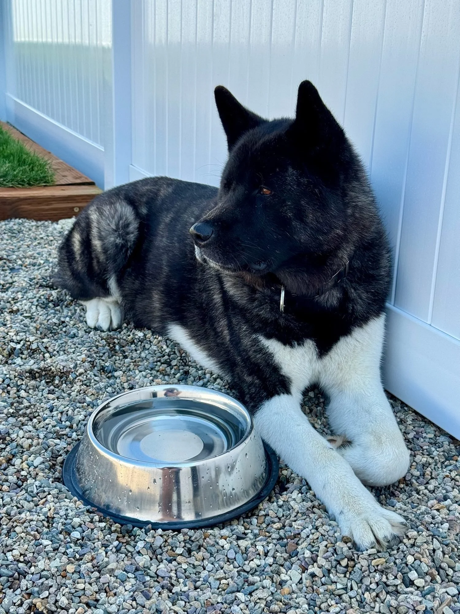 Dog resting beside a water bowl in the play yard at Creekside Pet Lodge