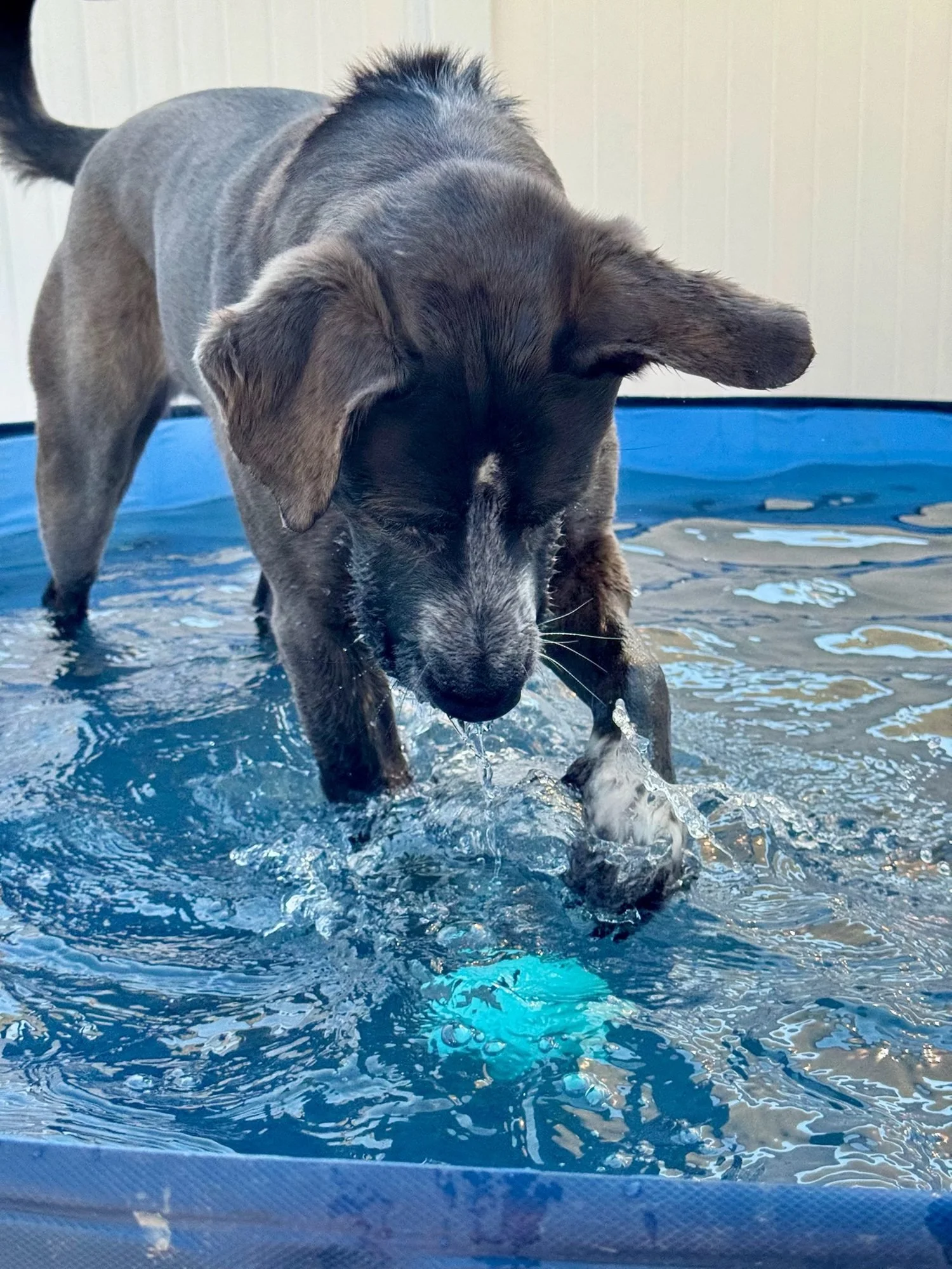 Dog splashing in a wading pool in the play yard at Creekside Pet Lodge
