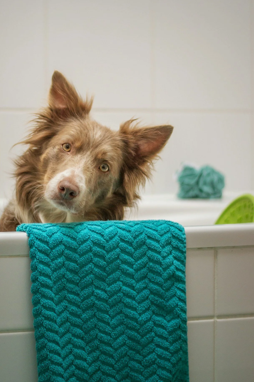 Dog wrapped in a towel after an exit bath