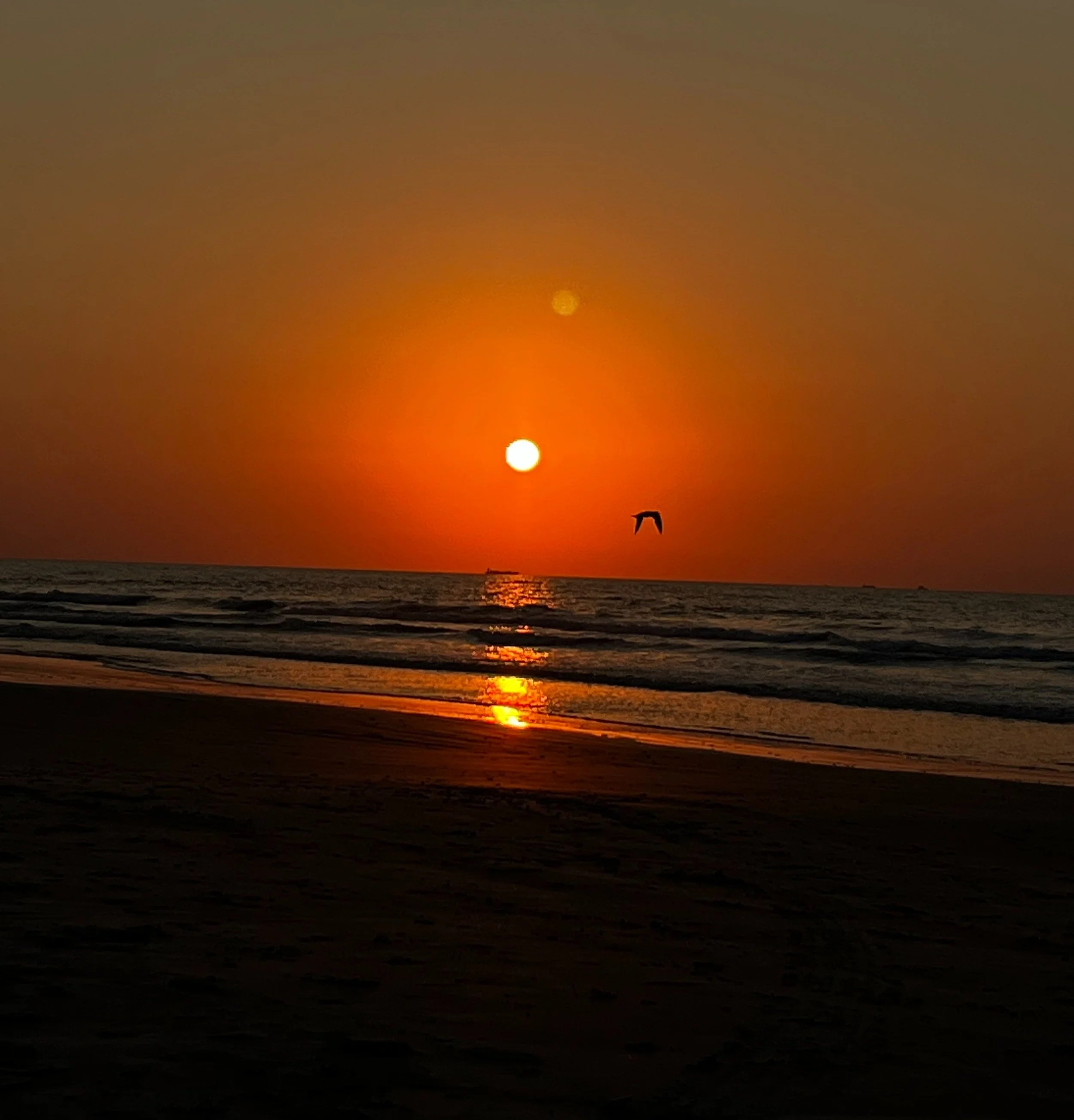 Sunset over the ocean with a bird flying in the sky and reflected light on the water. (galveston, texas)