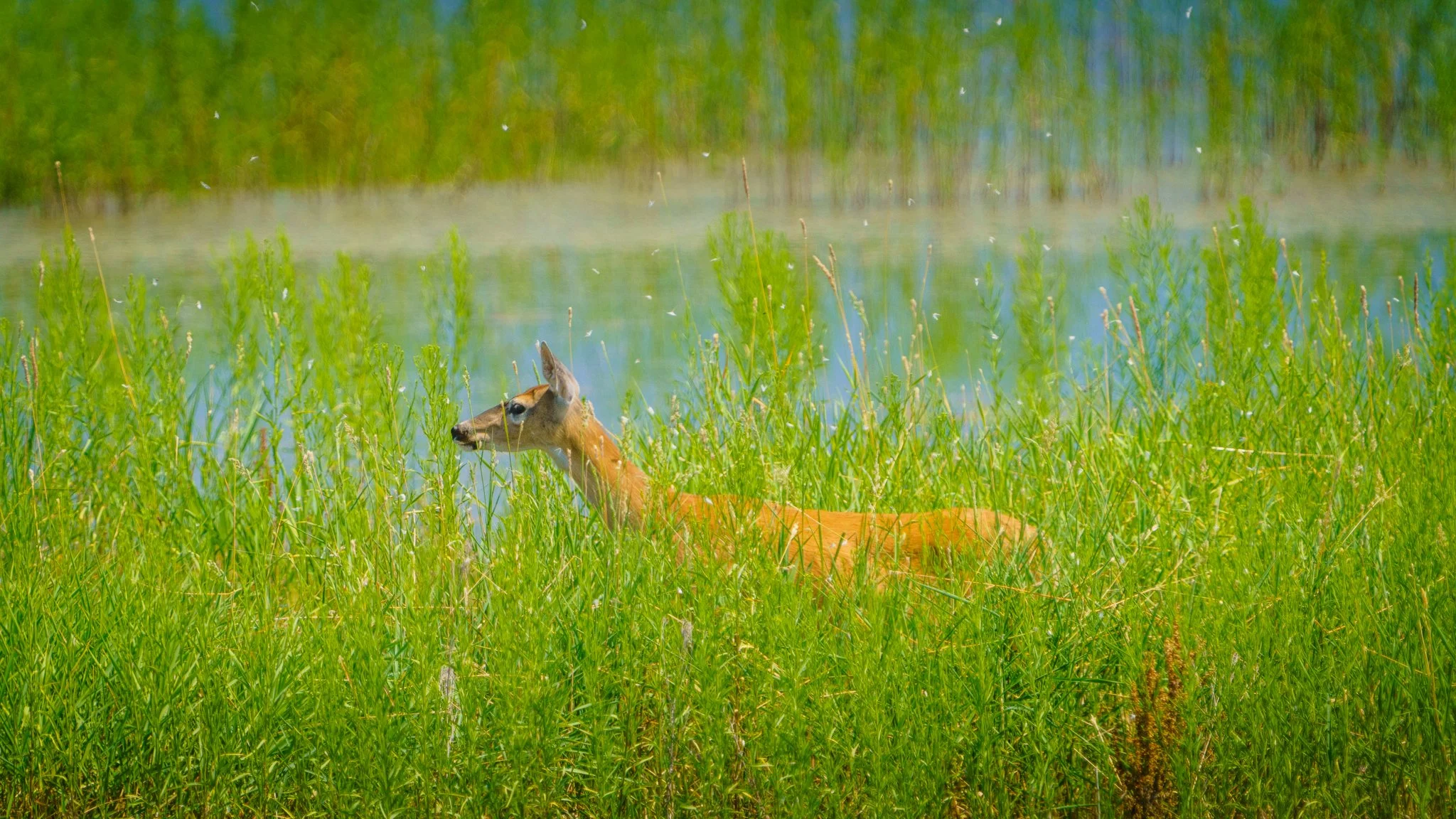 White-Tailed Deer