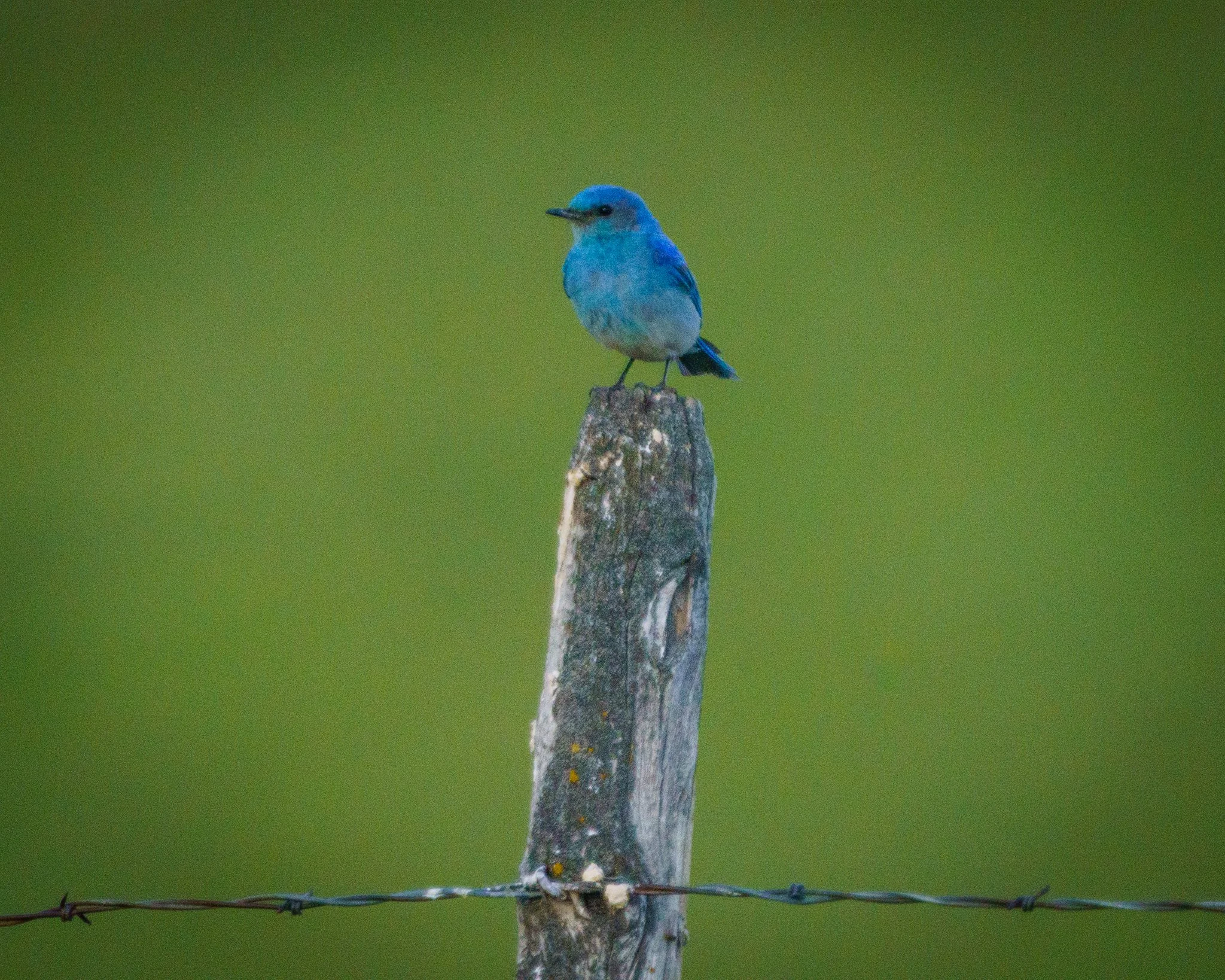 Mountain Bluebird