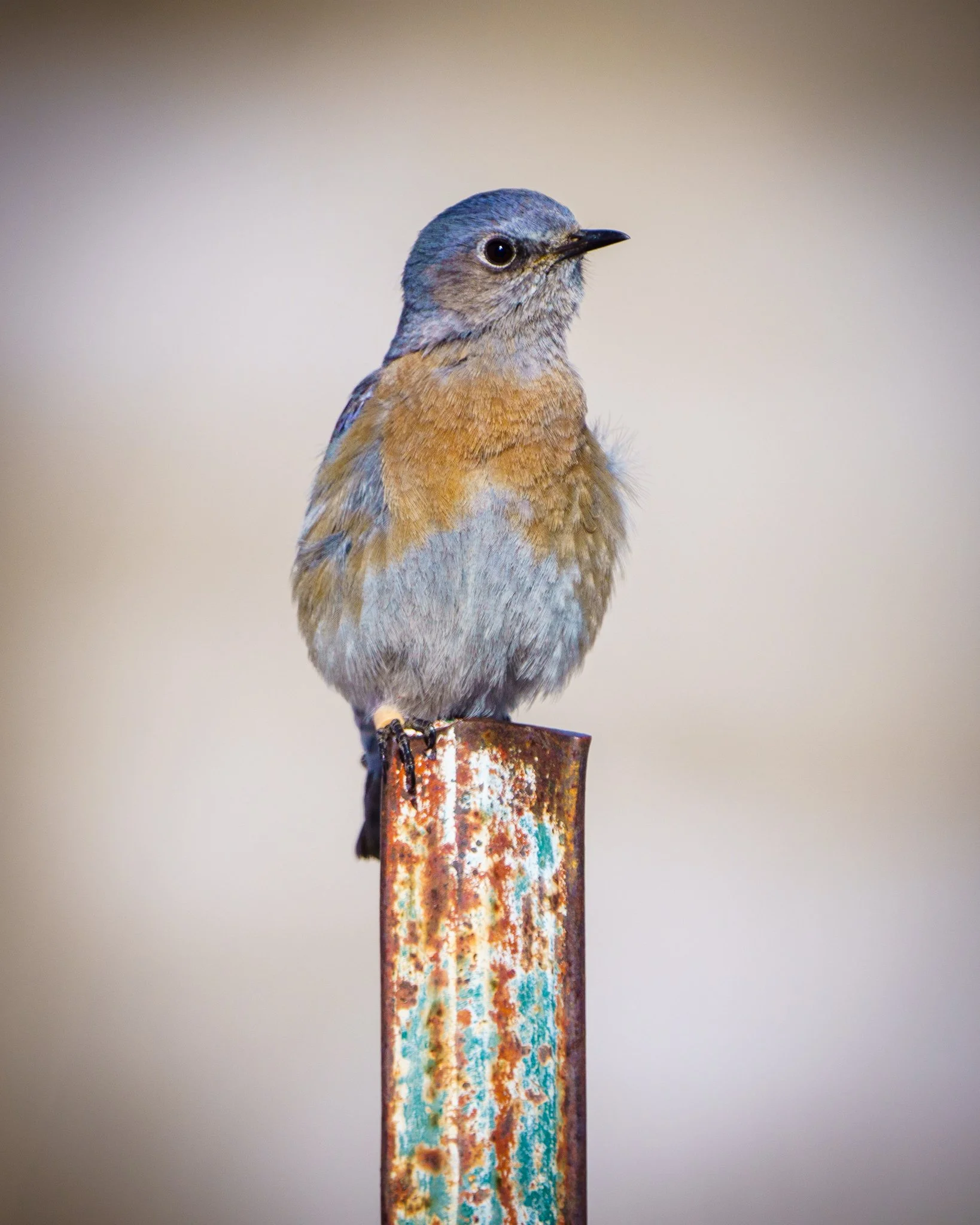 Western Bluebird