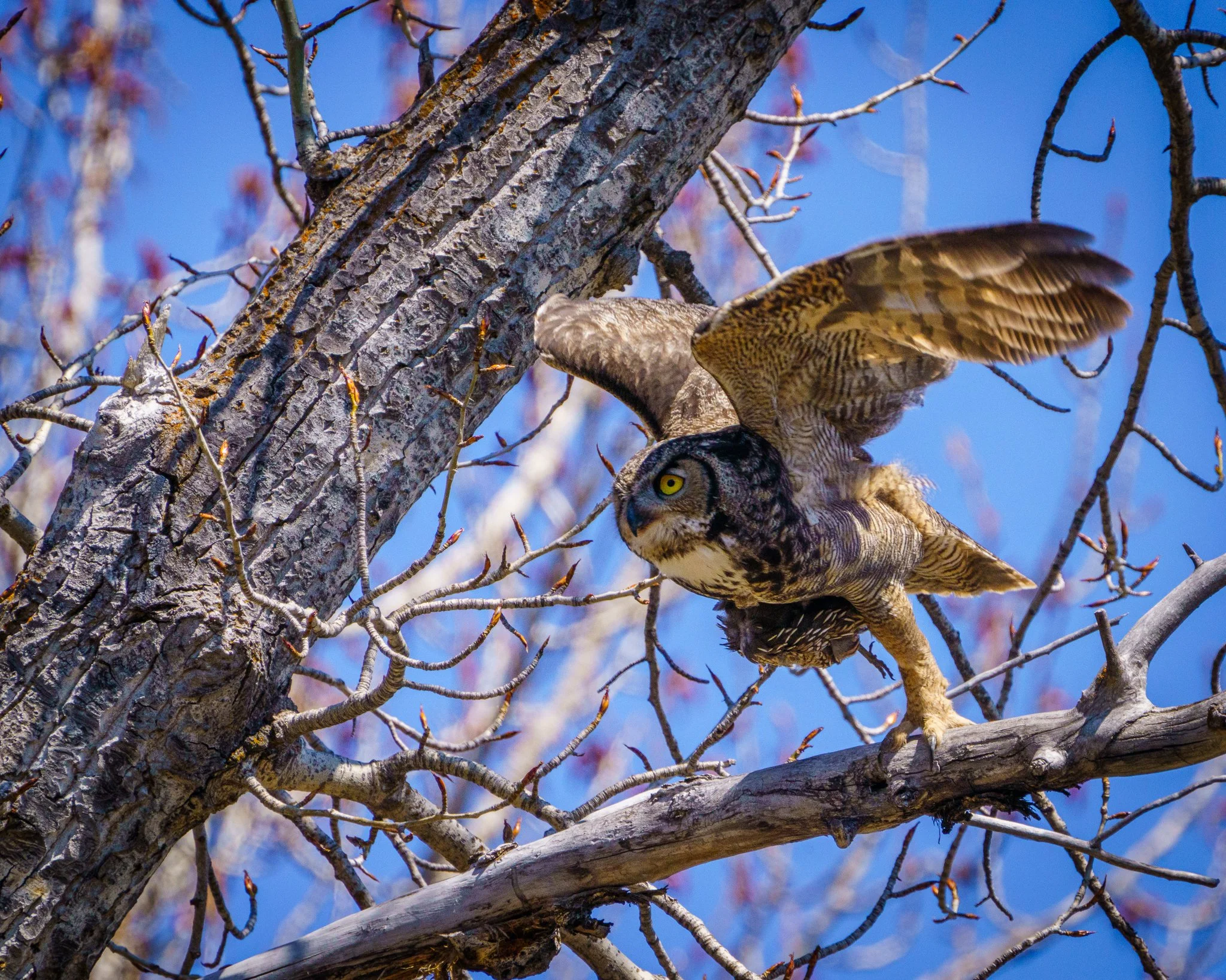 Great Horned Owl with California Quail