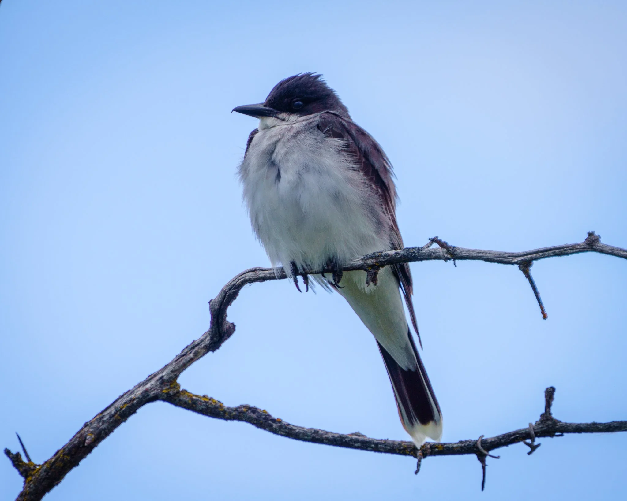 Eastern Kingbird
