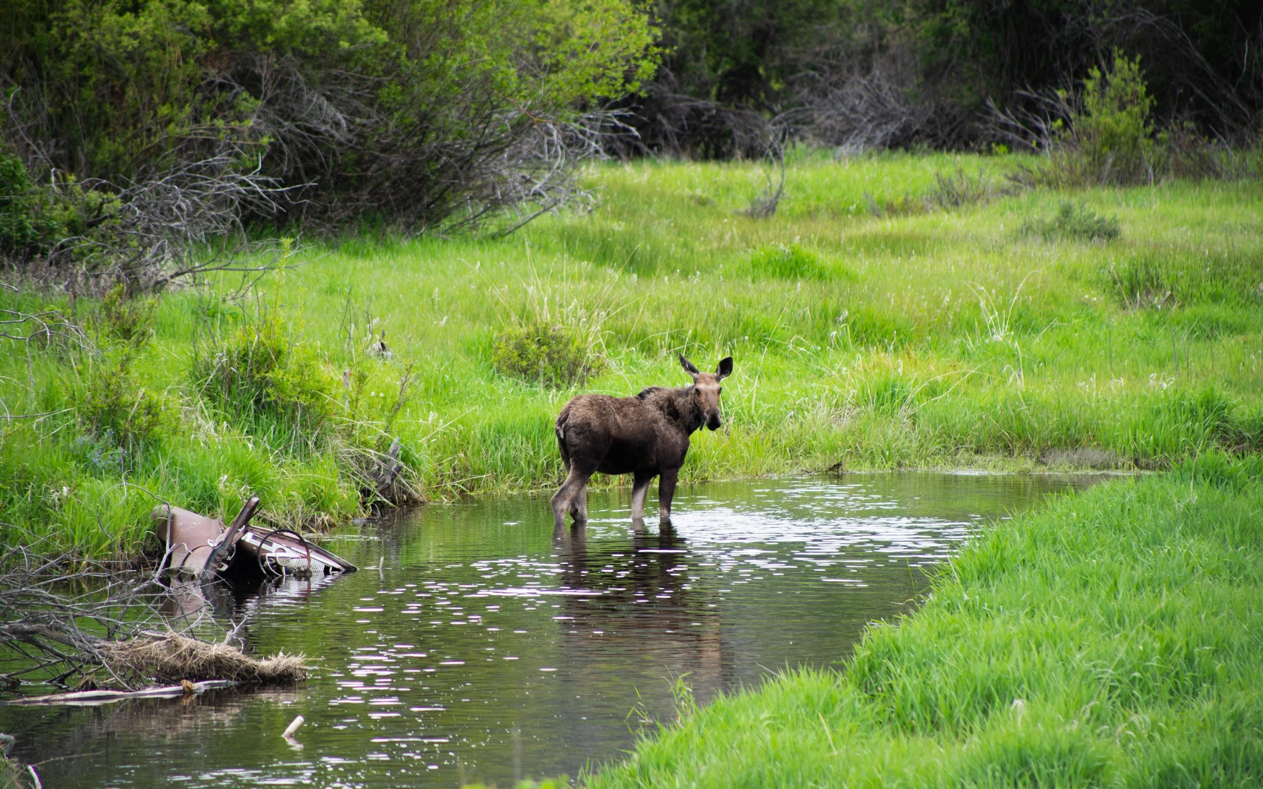 Moose