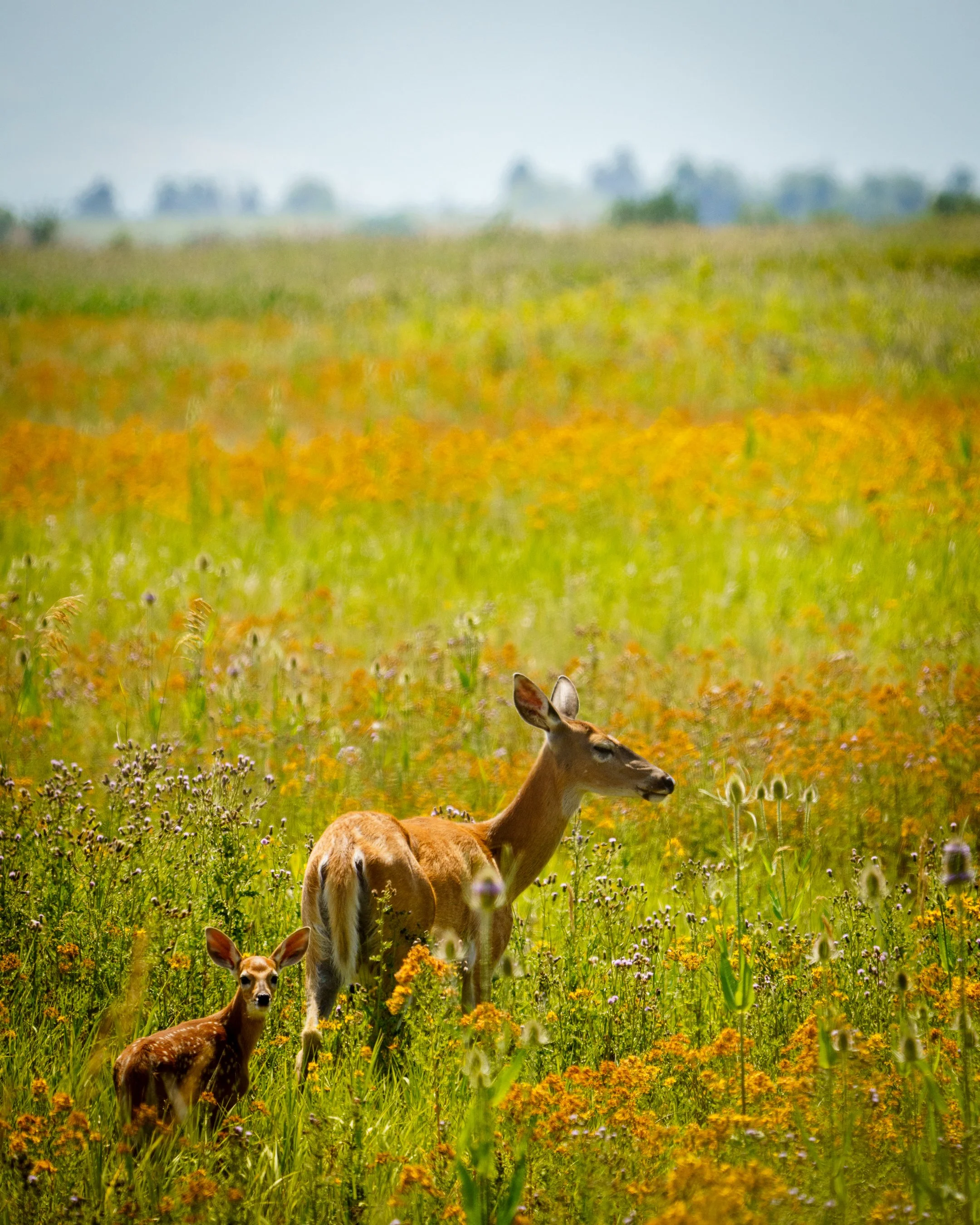 White-Tailed Deer