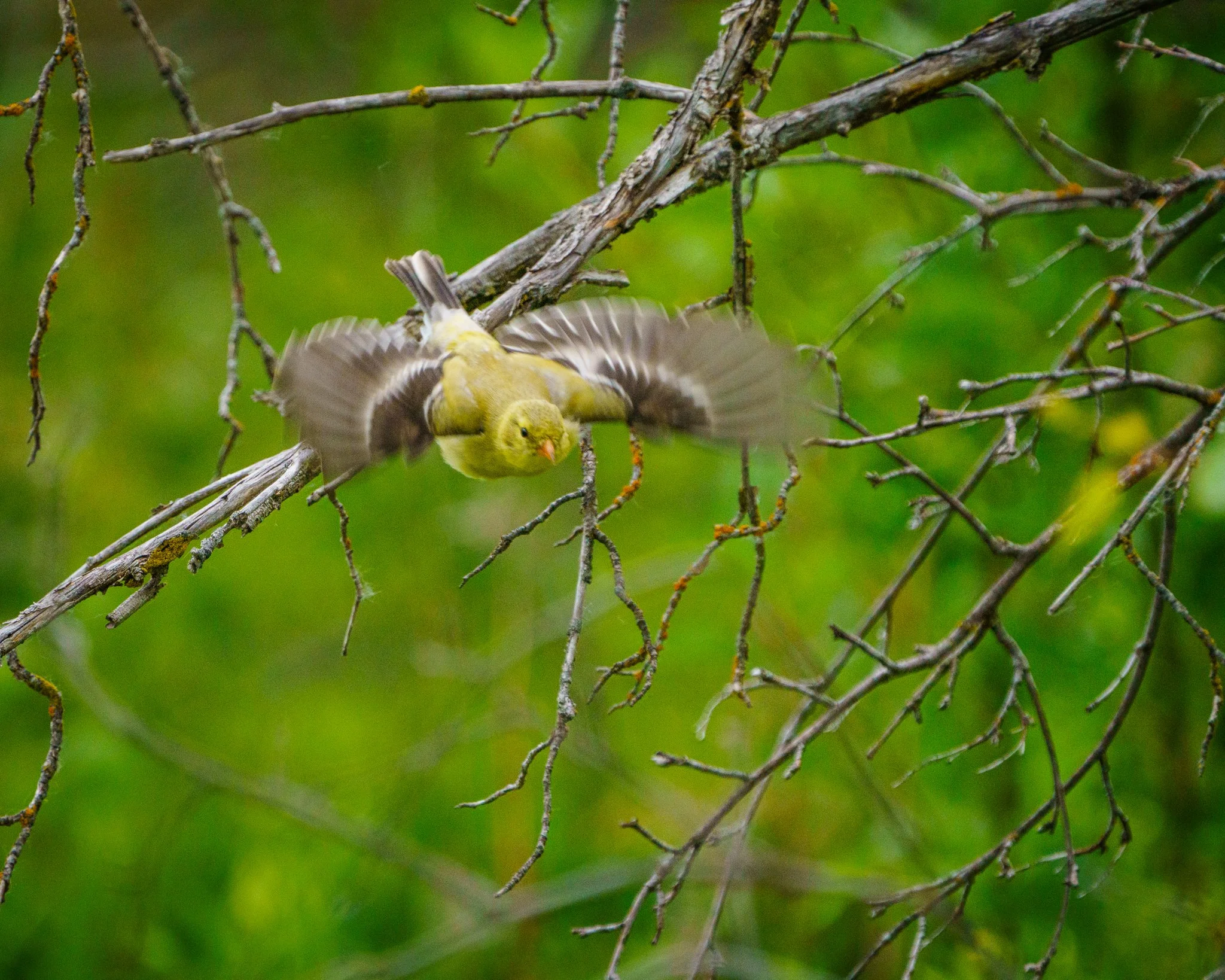 American Goldfinch