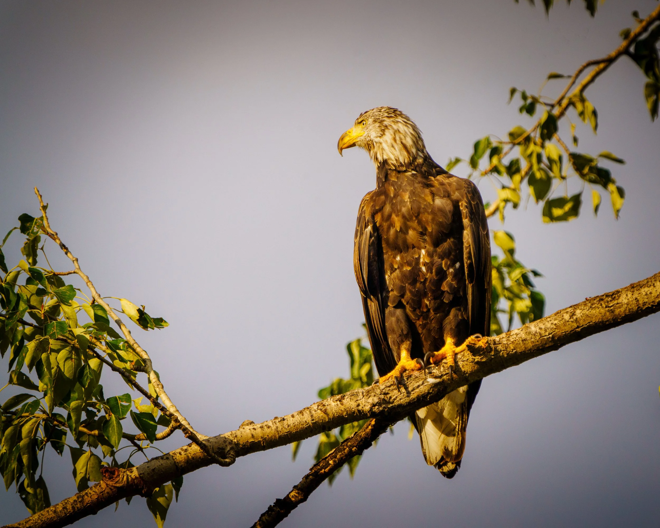 Bald Eagle