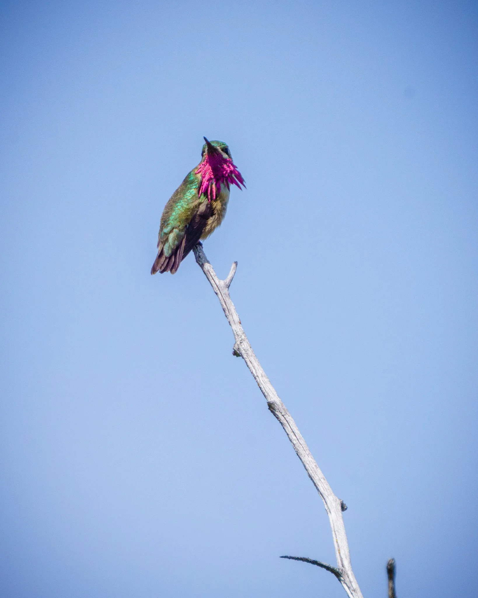 Calliope Hummingbird