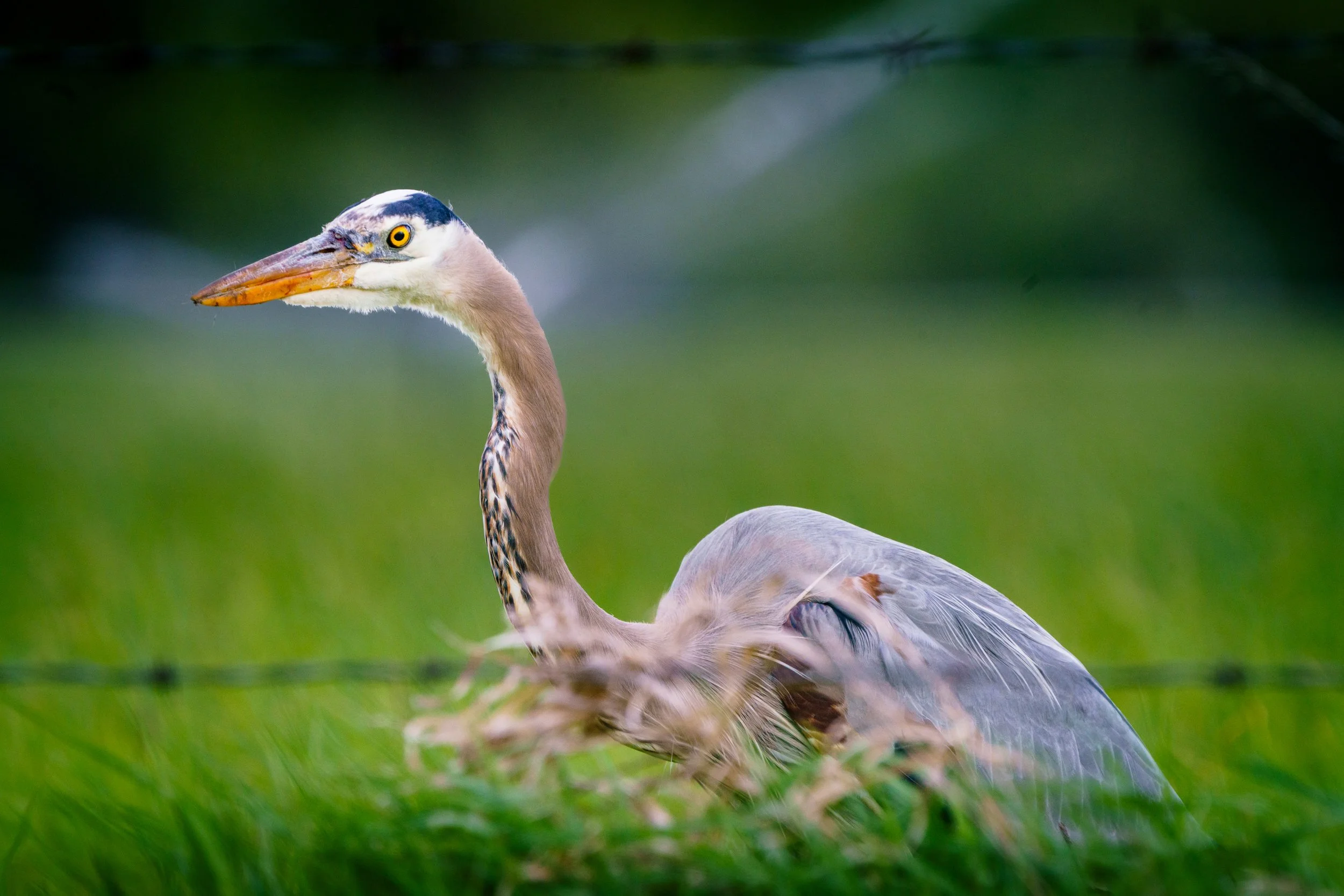 Great Blue Heron