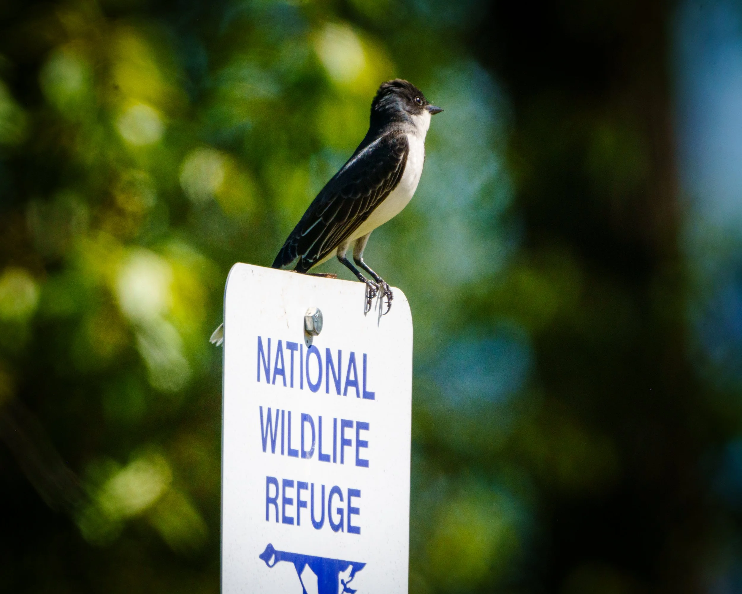 Eastern Kingbird