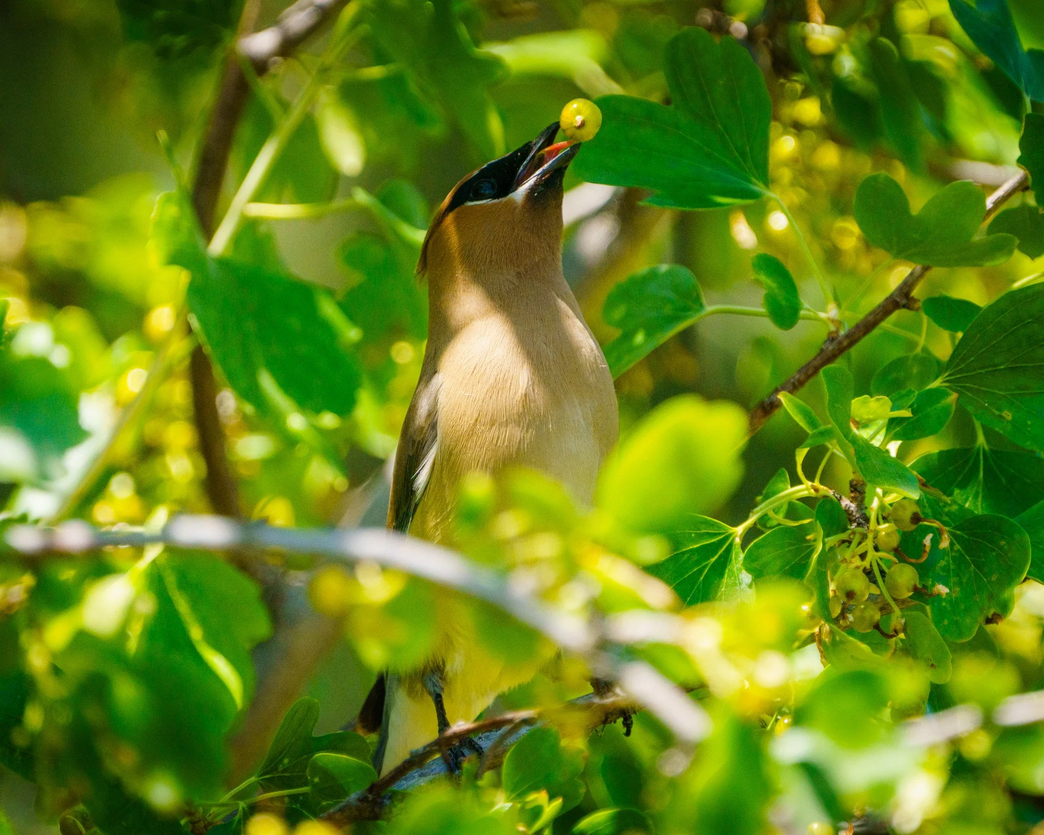 Bohemian Waxwing