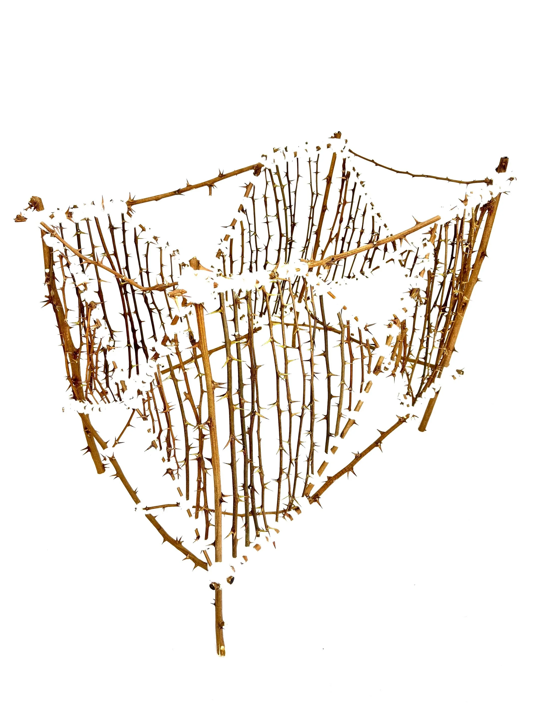 Baby Crib - 2026, Young black locust, cotton balls, hair; 20x32x28 in.



