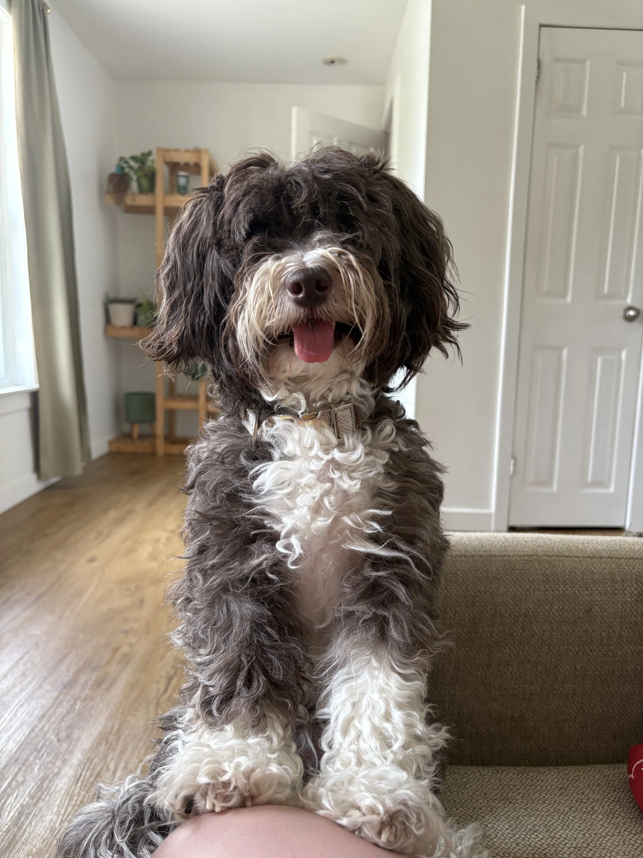 Momma Chai Bean | 16lbs