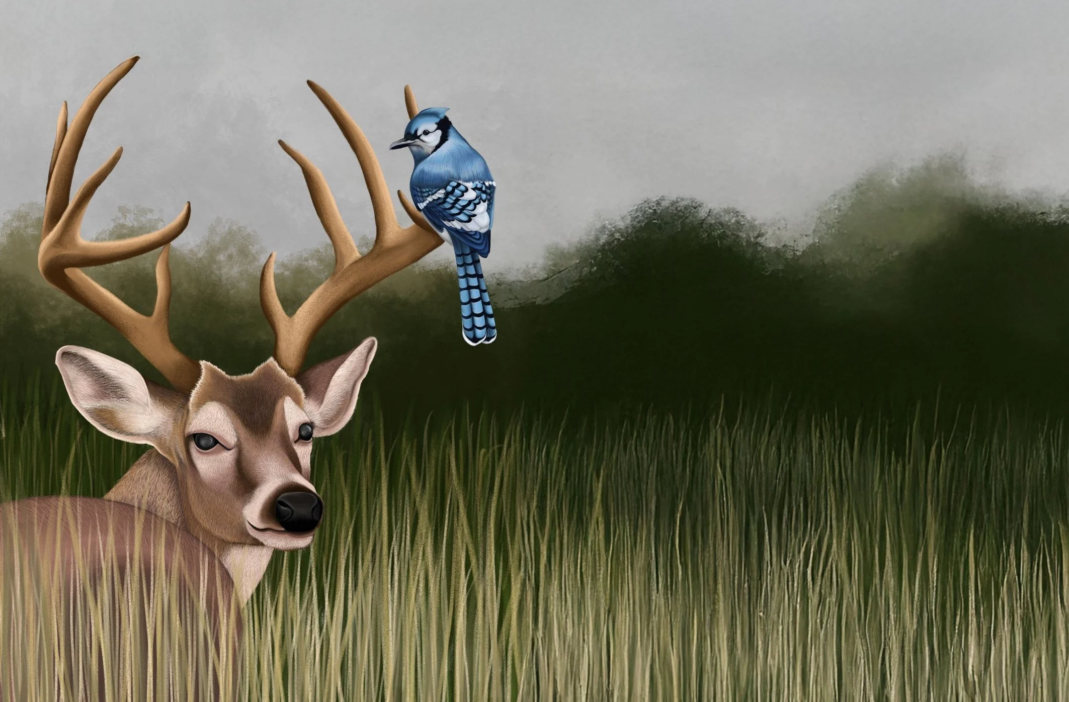 Deer and Blue Jay