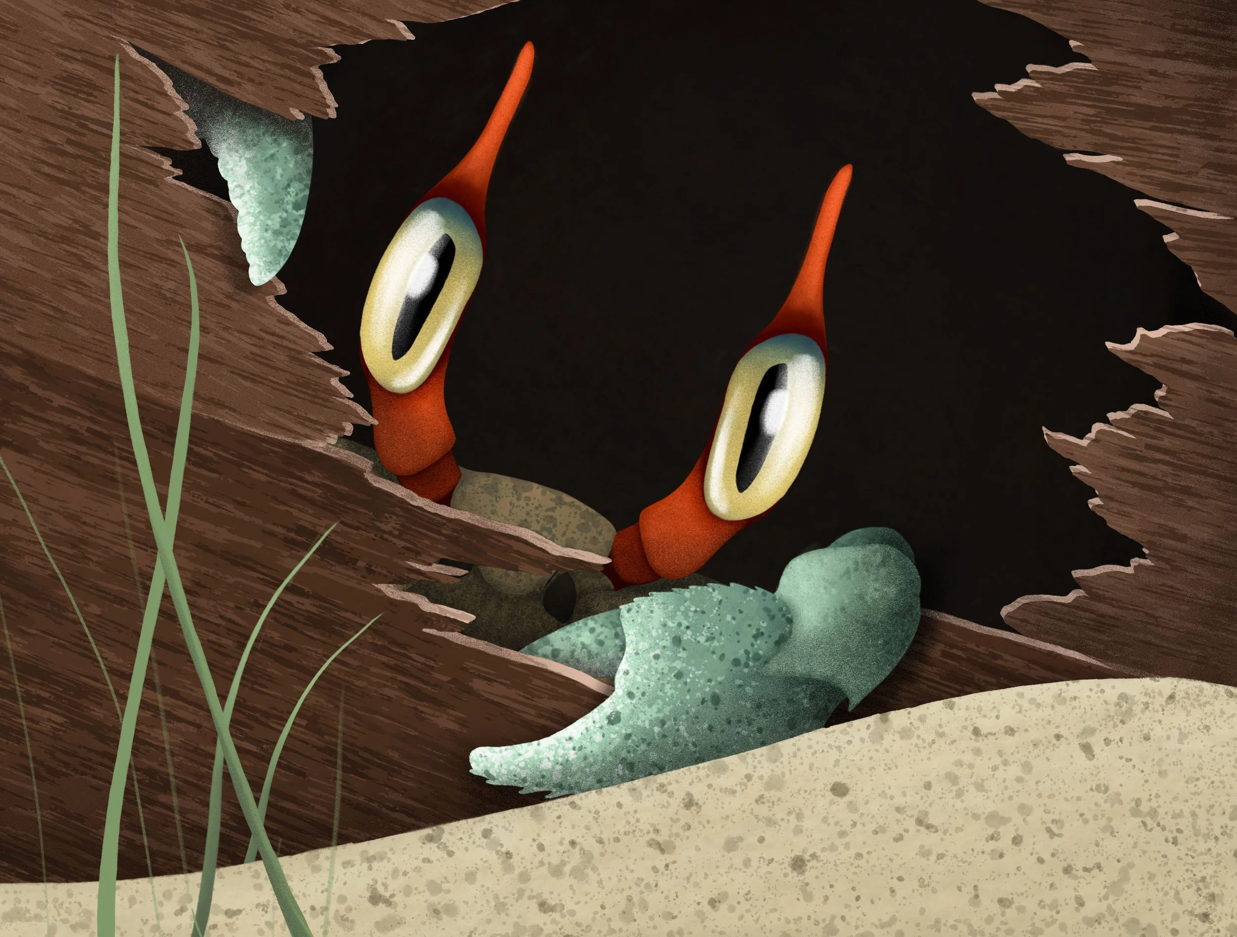 © Indie Bloom | Crab in Shipwreck Illustration