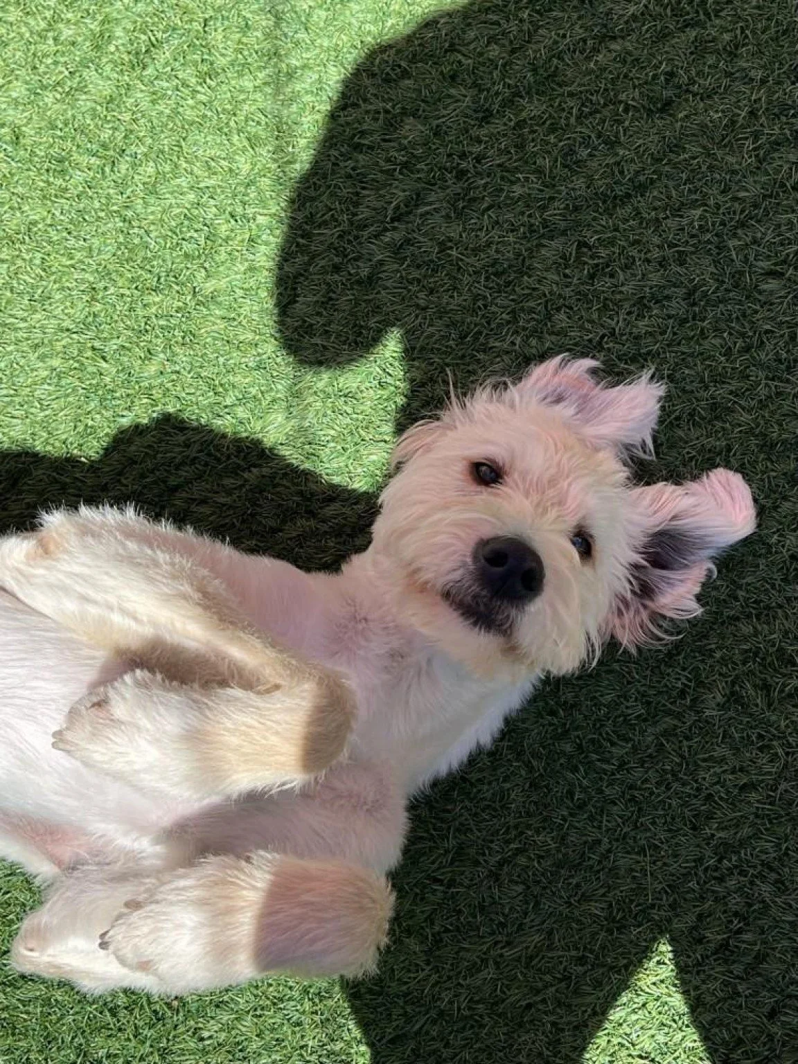 Our Separation Anxiety Story: From 2 Seconds to Freedom