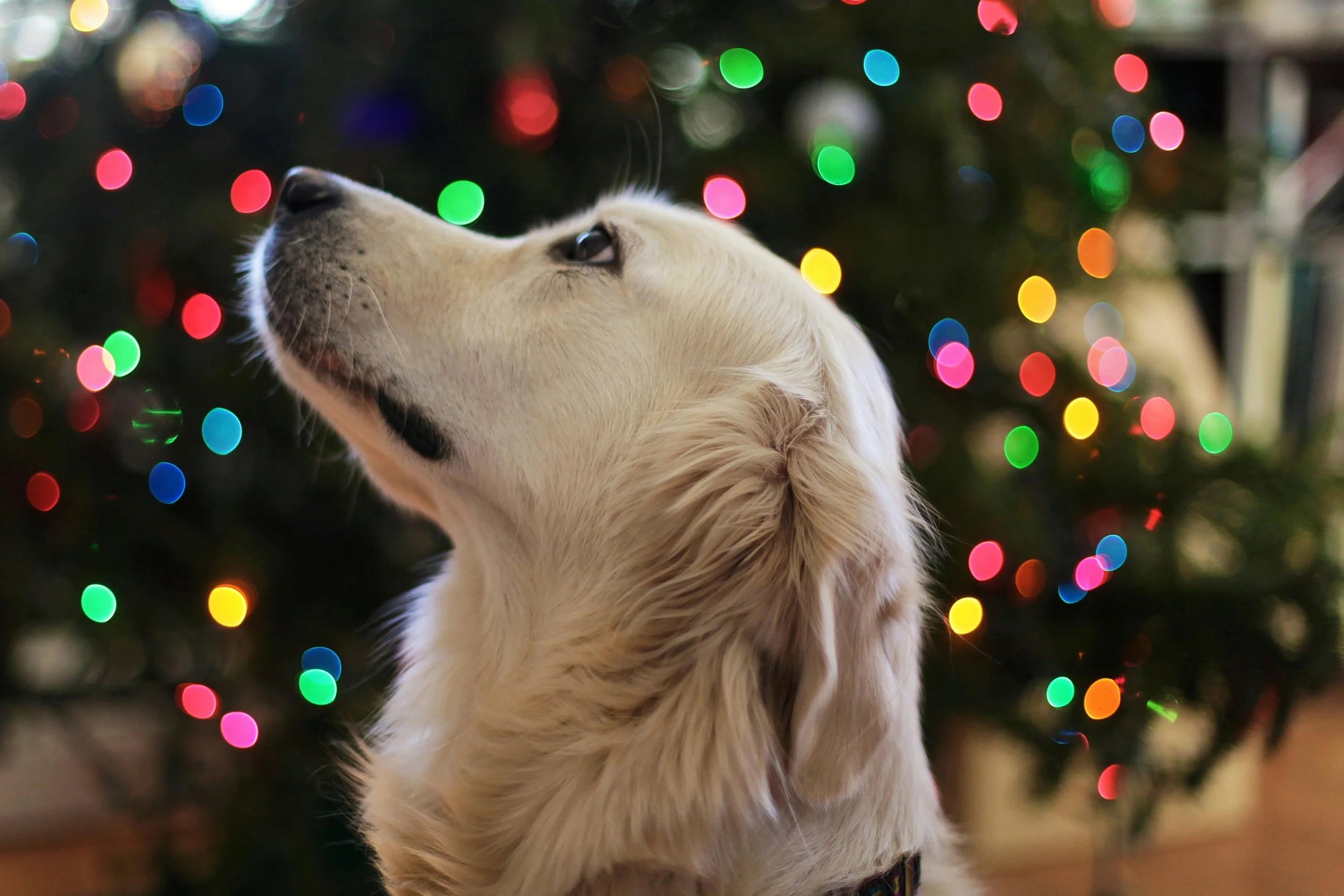 How to Survive the Holidays with a Separation Anxiety Dog