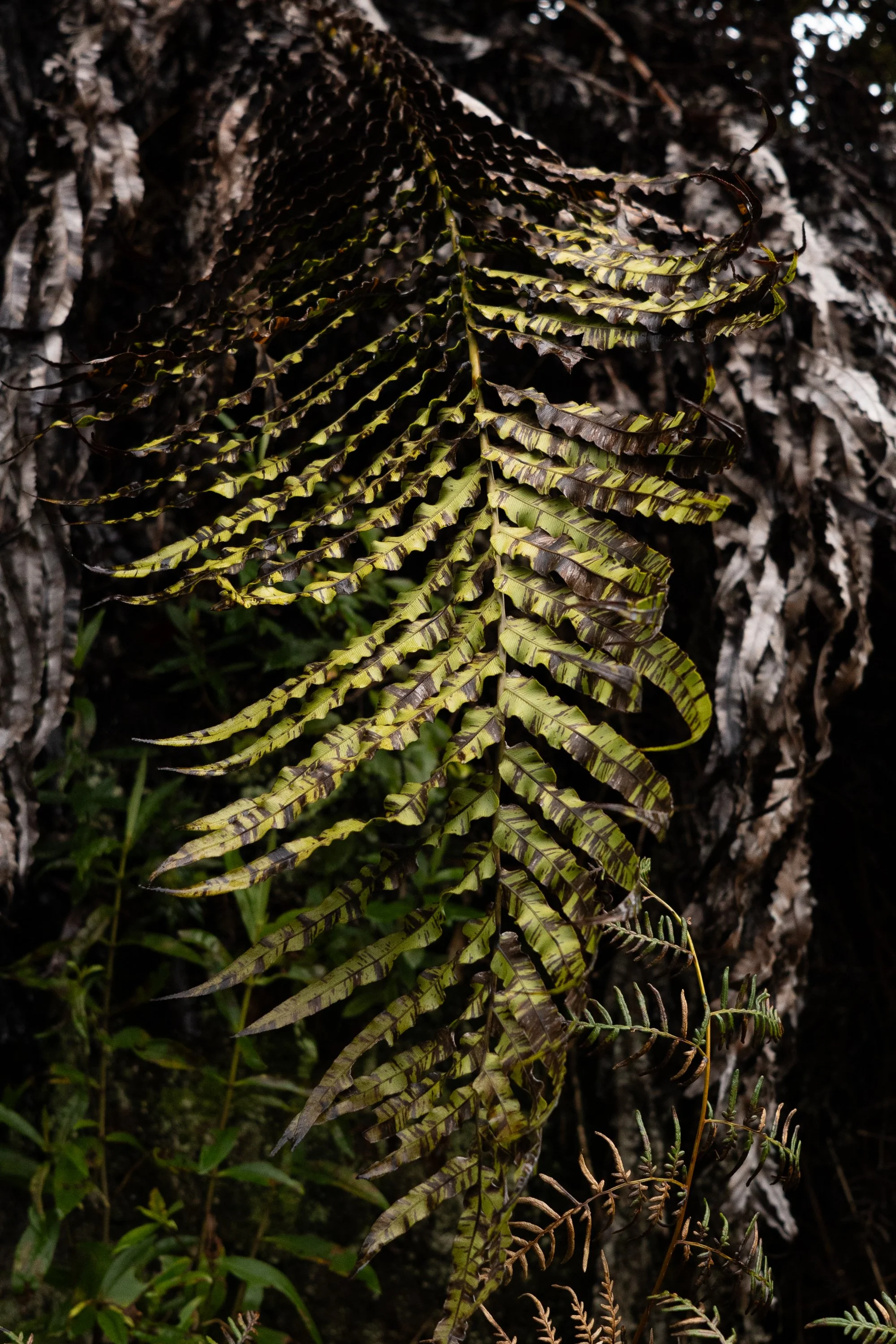 Waida, Michelle-2053.jpg