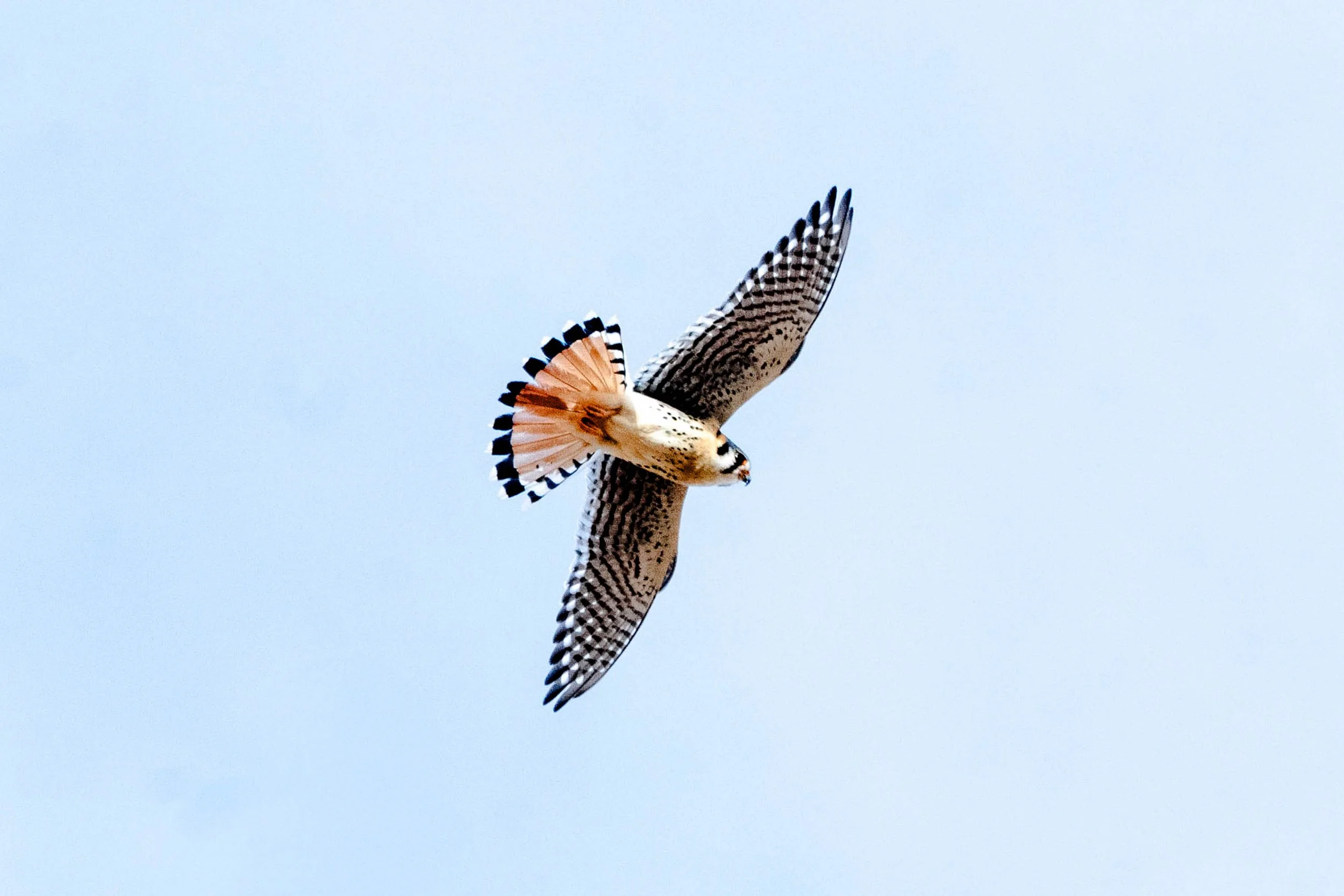 The unique urbanization of America’s smallest falcon