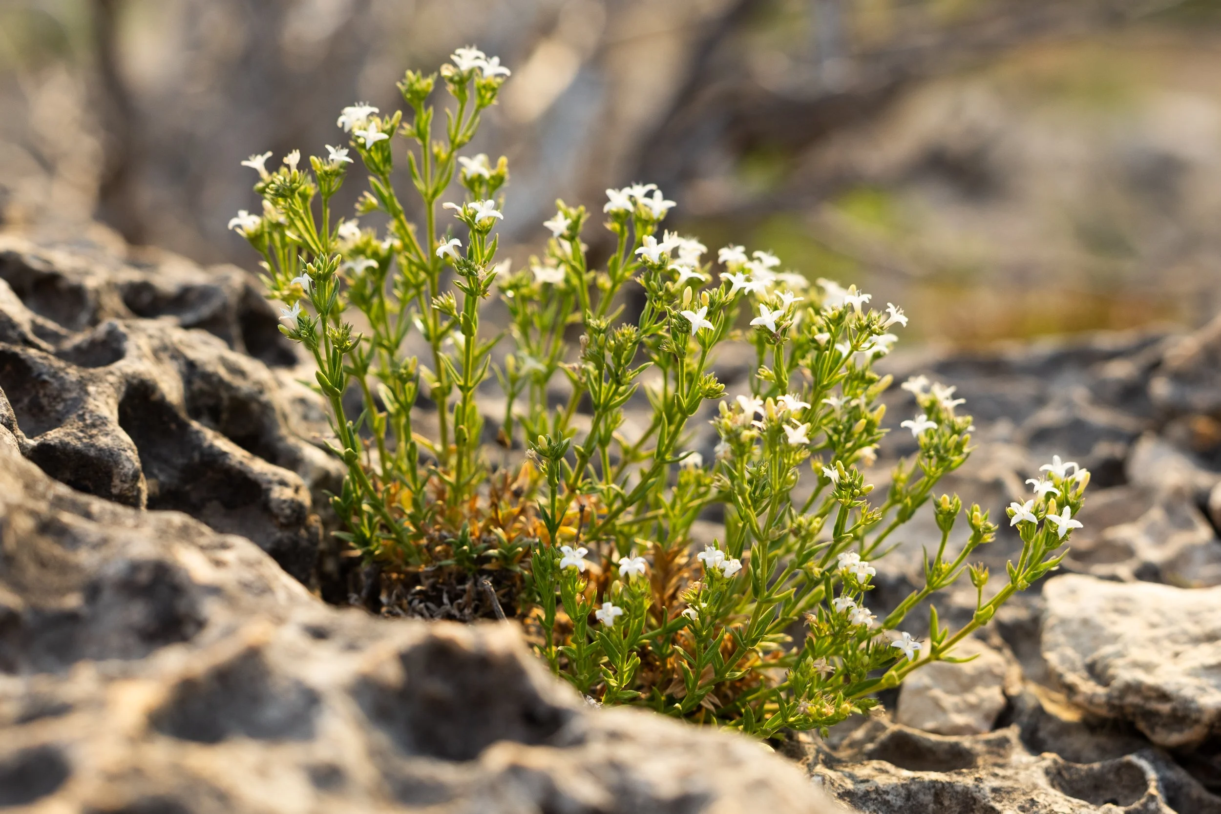 Waida, Michelle-8736.jpg