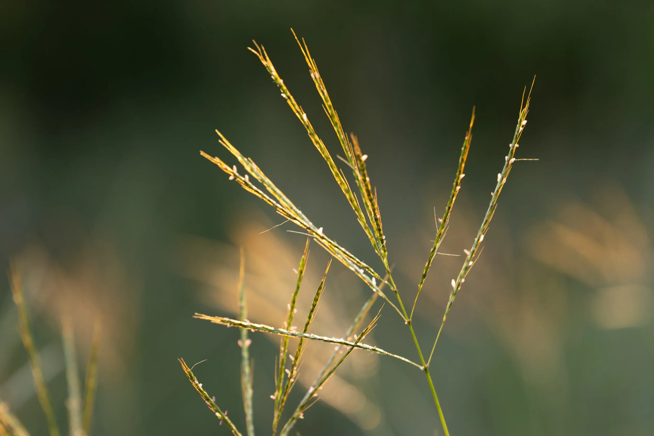 Waida, Michelle-8033.jpg