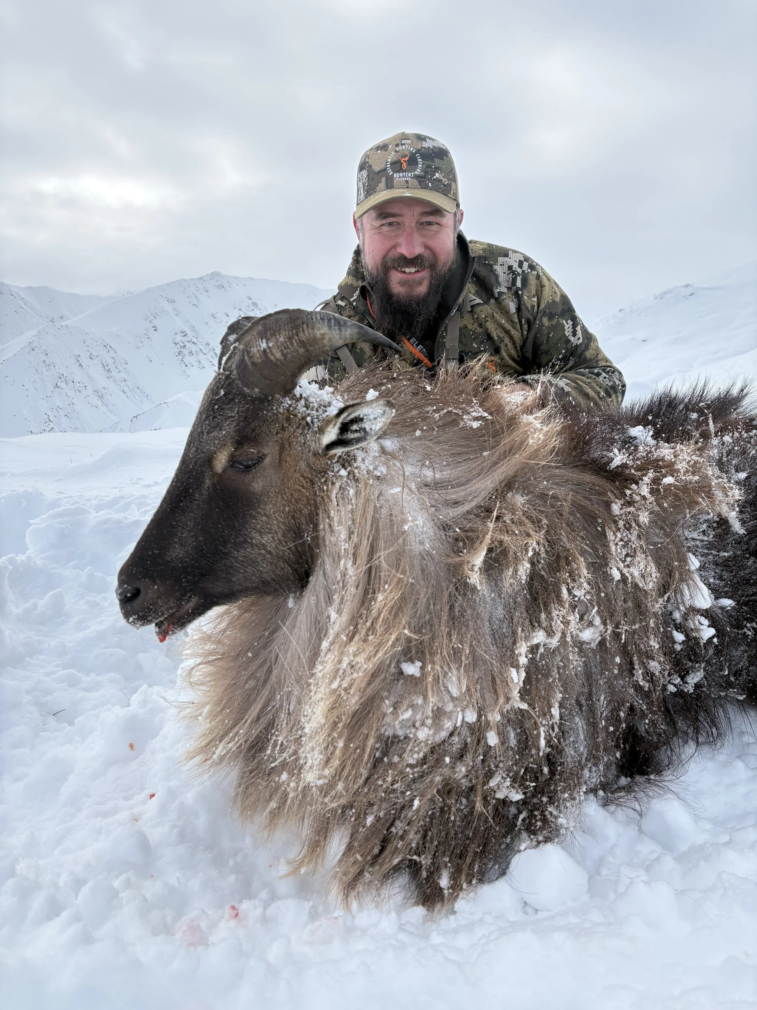 A man in camouflage clothing crouches behind a large, snow-covered mountain goat with curved horns, in a snowy mountain landscape.